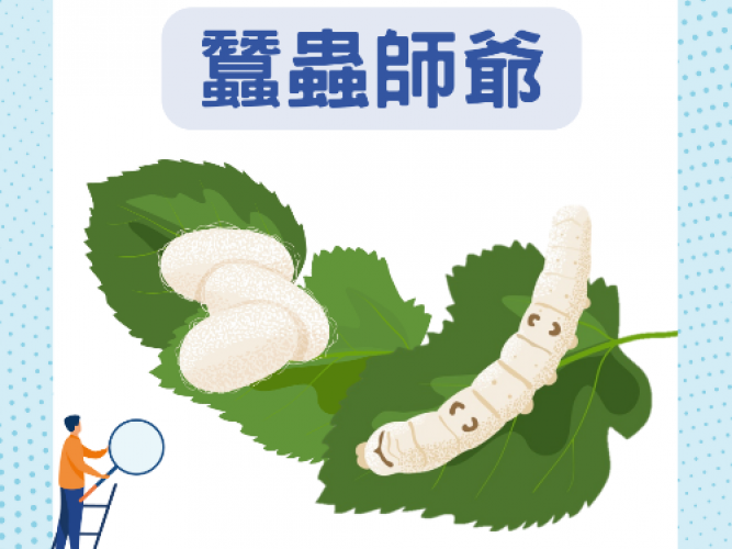 V4 蠶蟲師爺_web