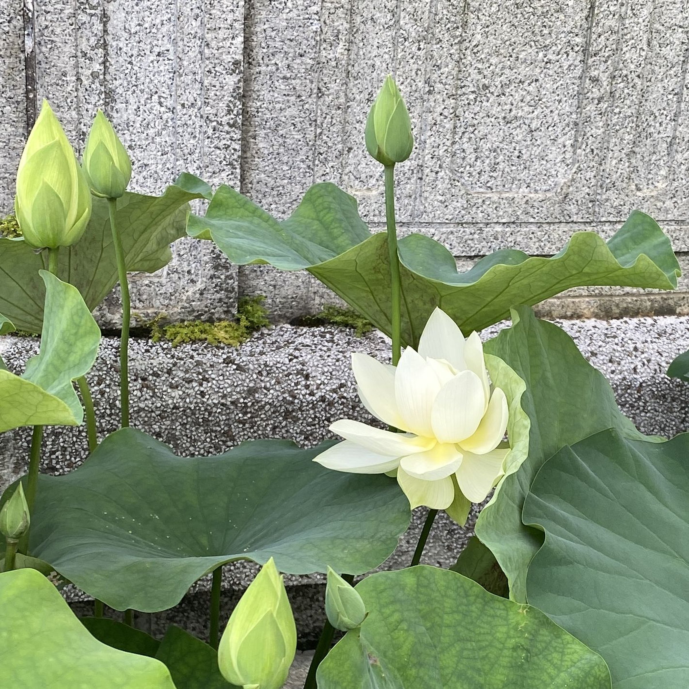 綠之星