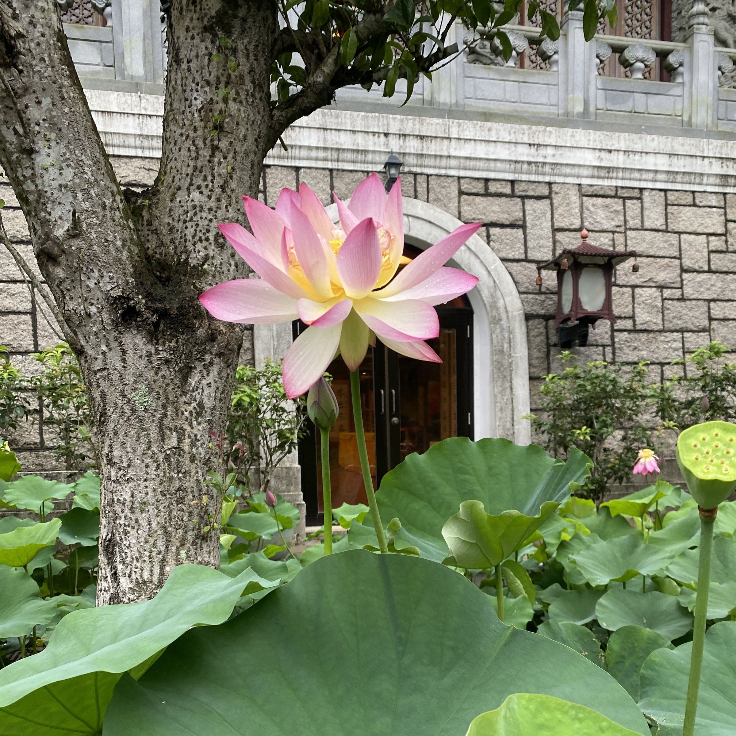 少瓣紅