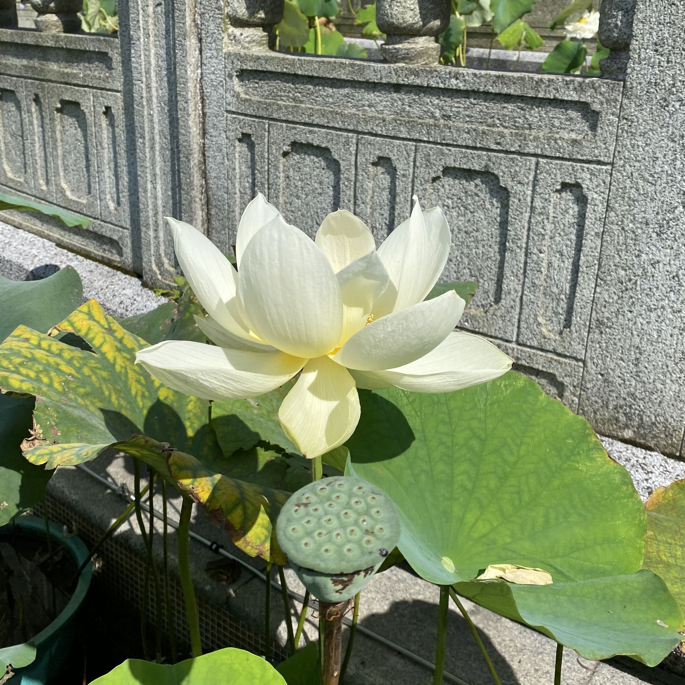 壬寅清風