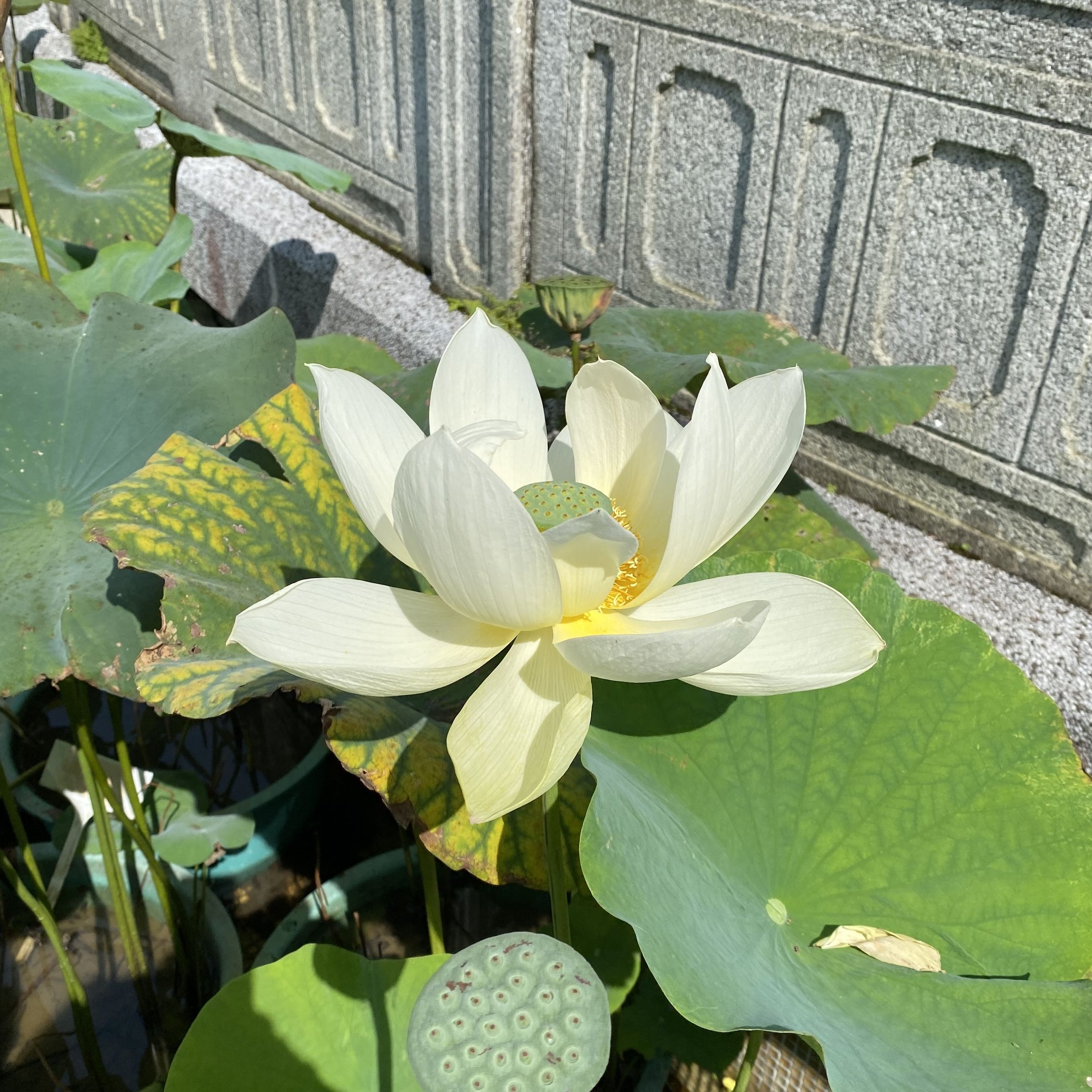 壬寅清風