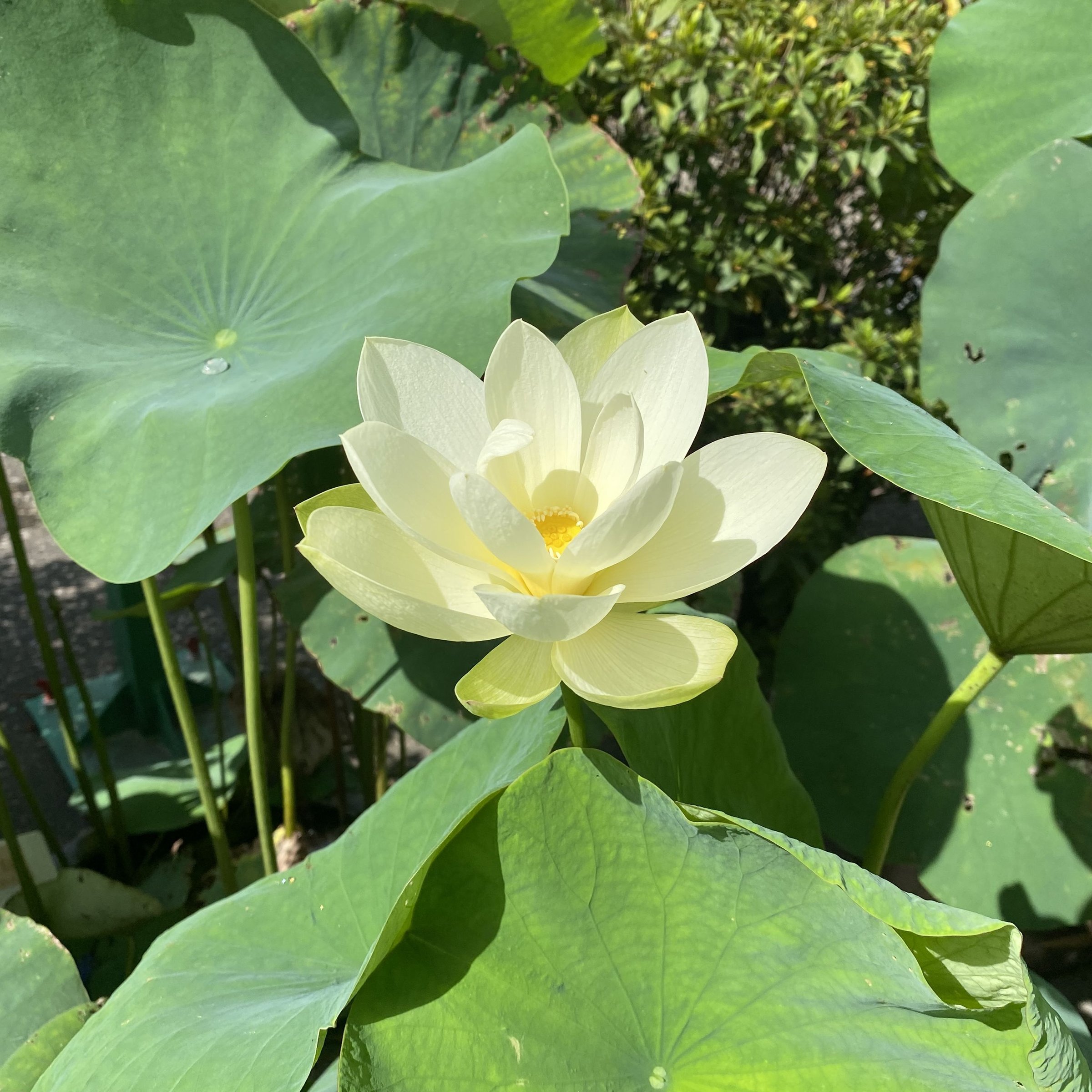 六朝金粉