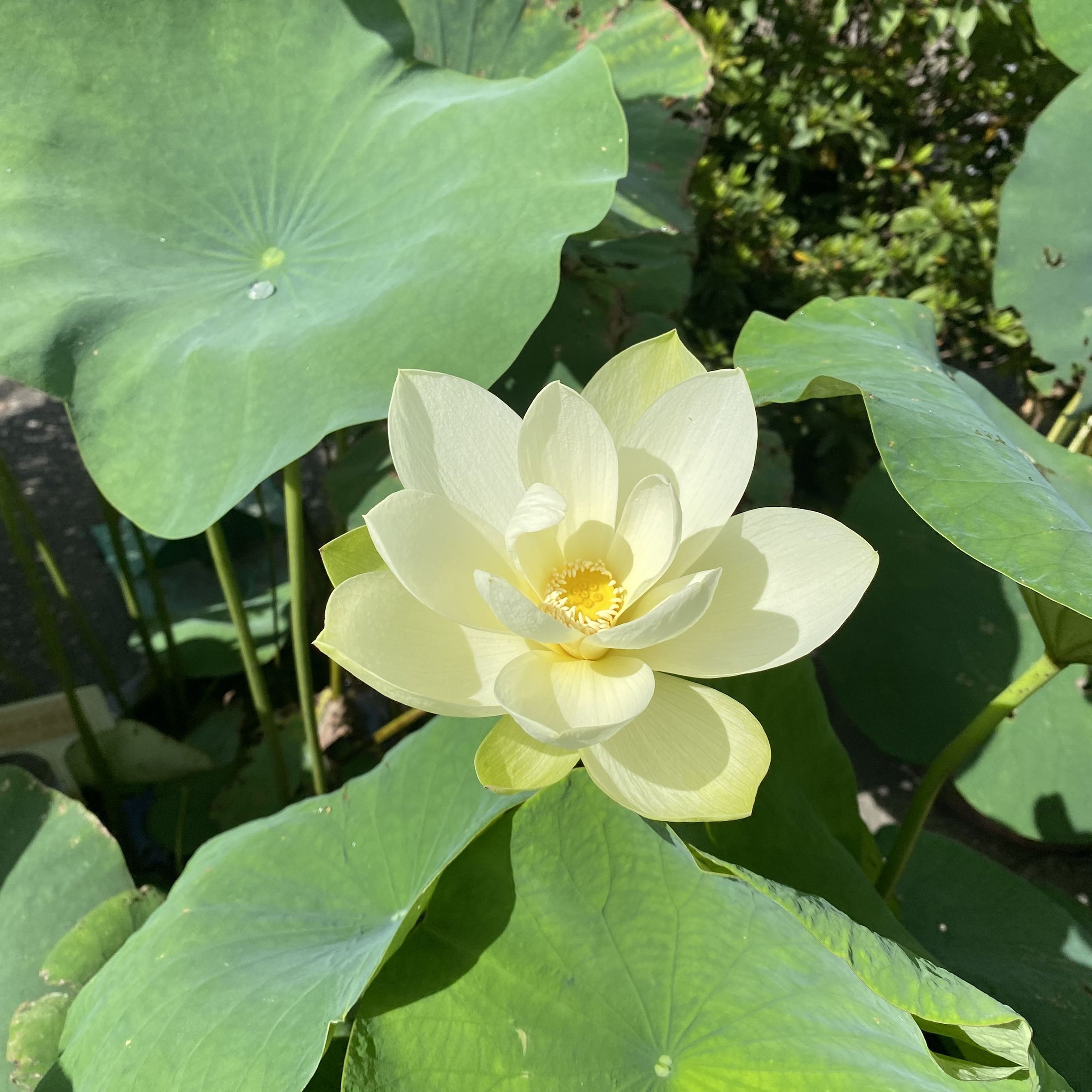 六朝金粉