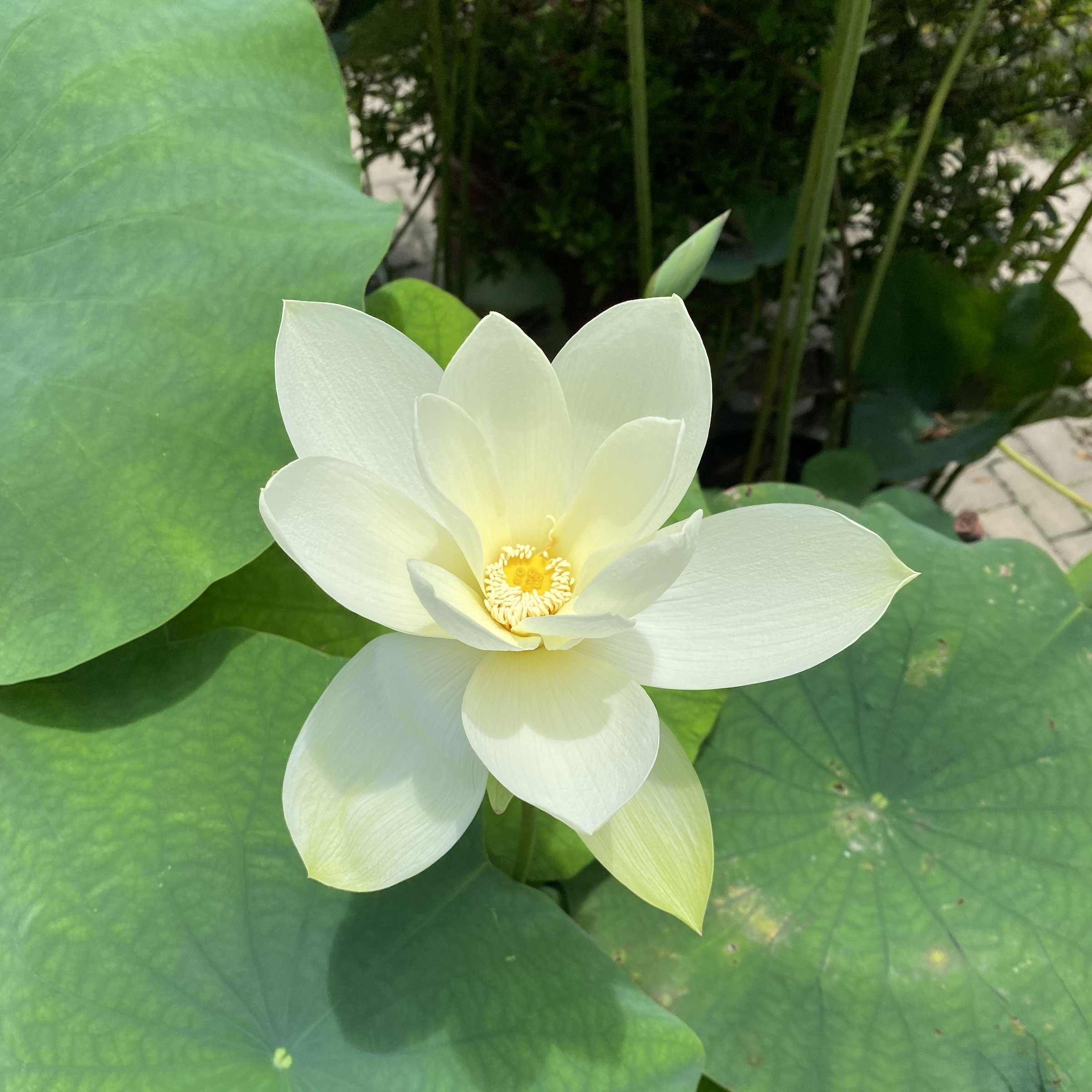 六朝金枝