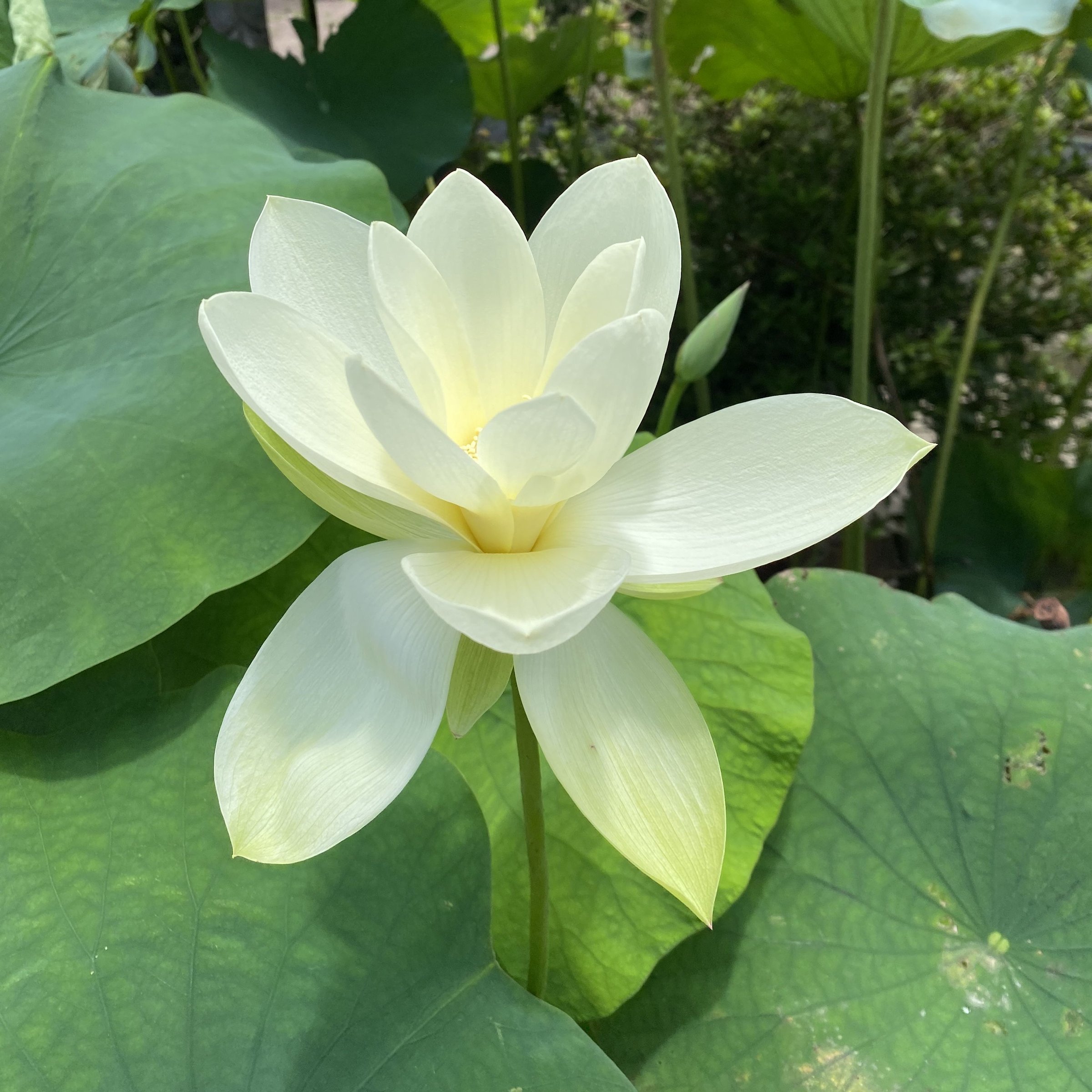 六朝金枝
