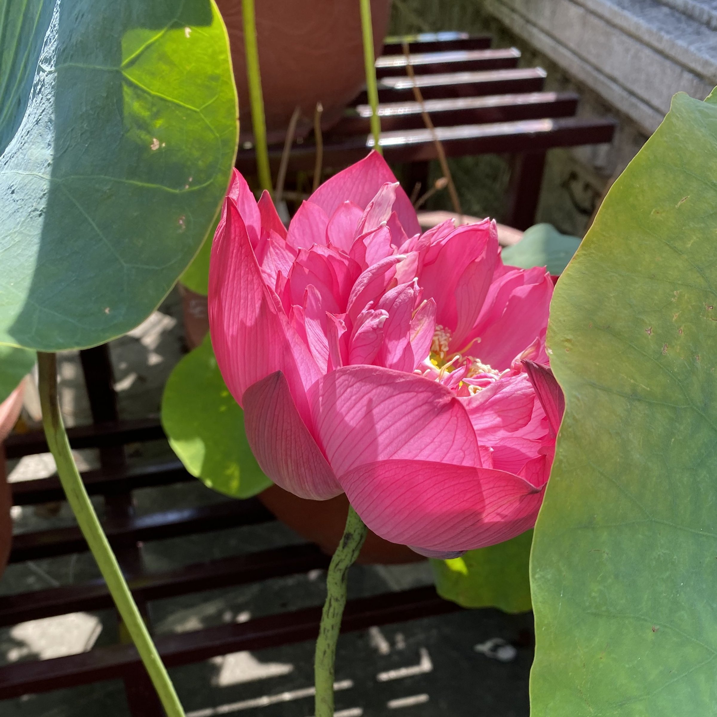 中國紅.瑞金