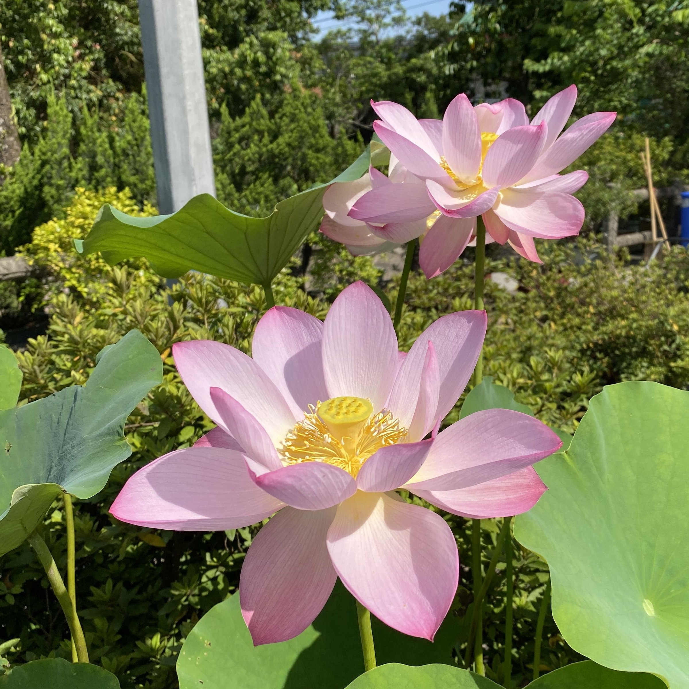 中國古代蓮