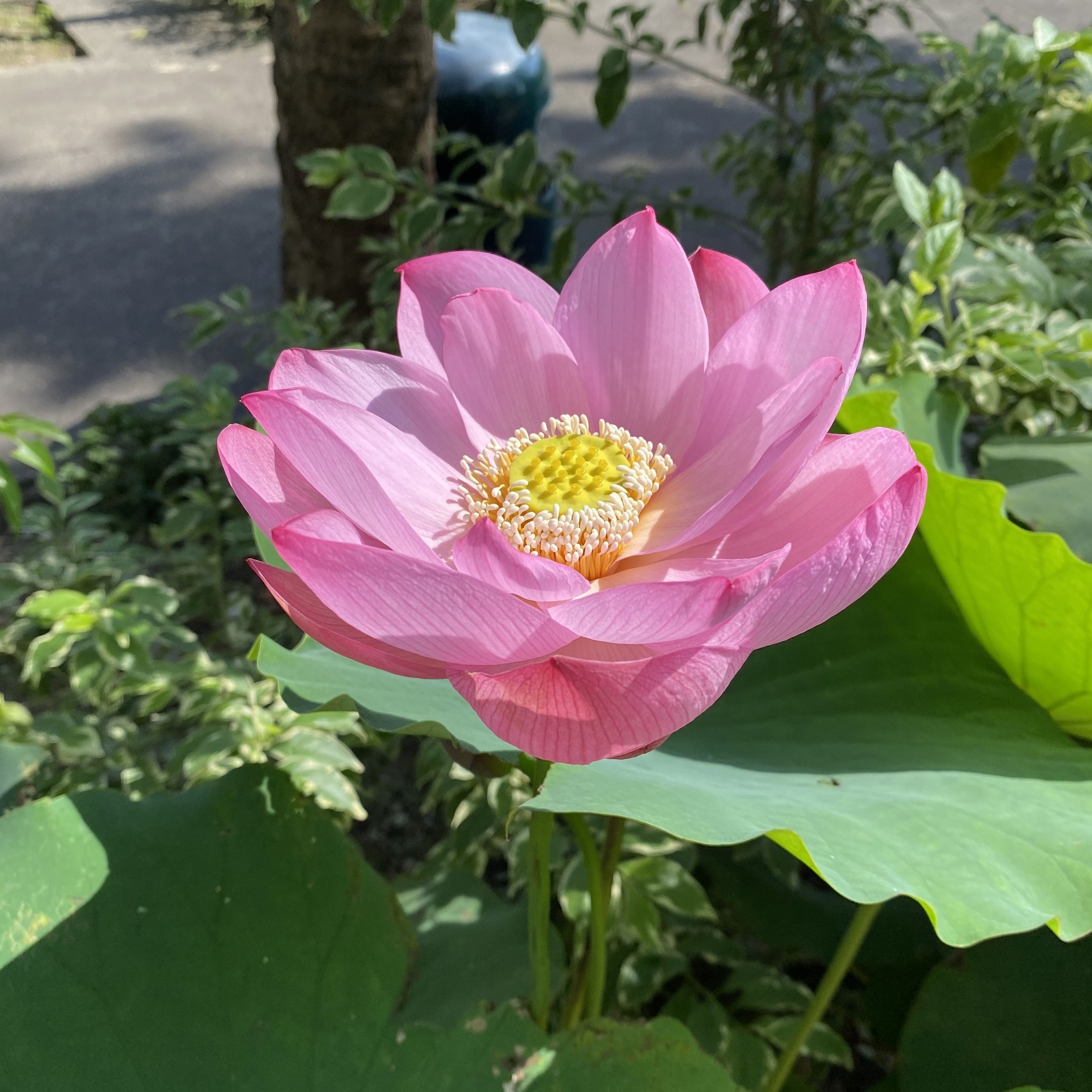 中國古代蓮