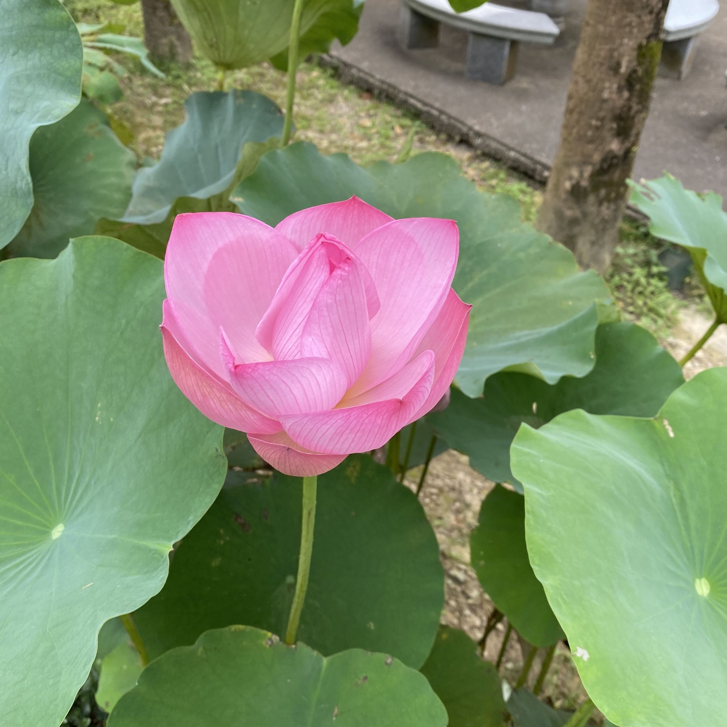 中國古代蓮