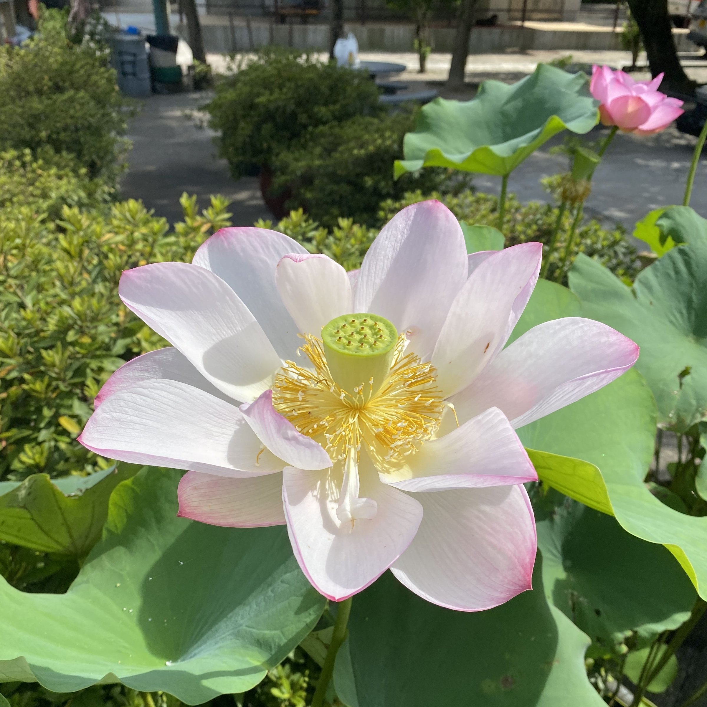 中國古代蓮