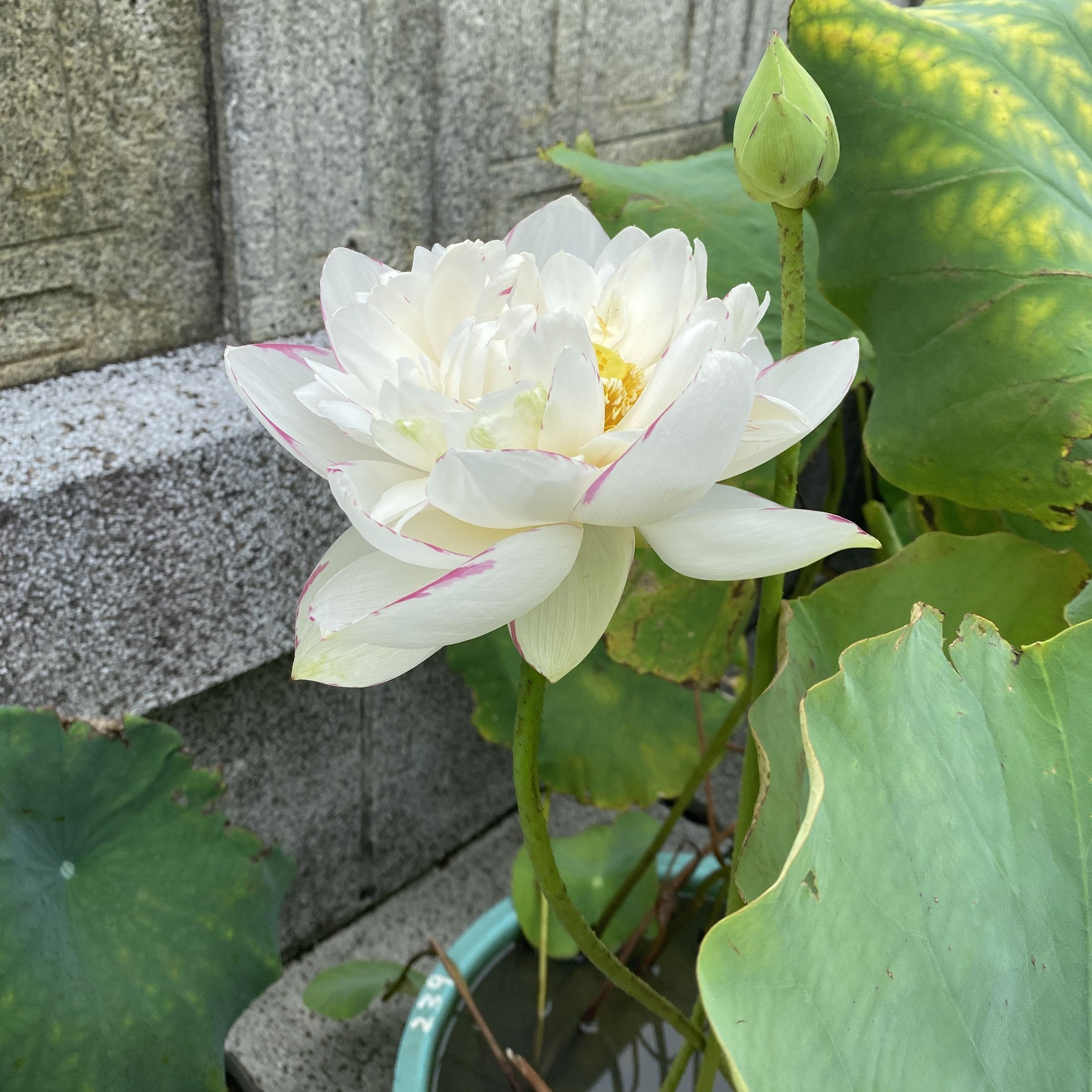 小灑錦