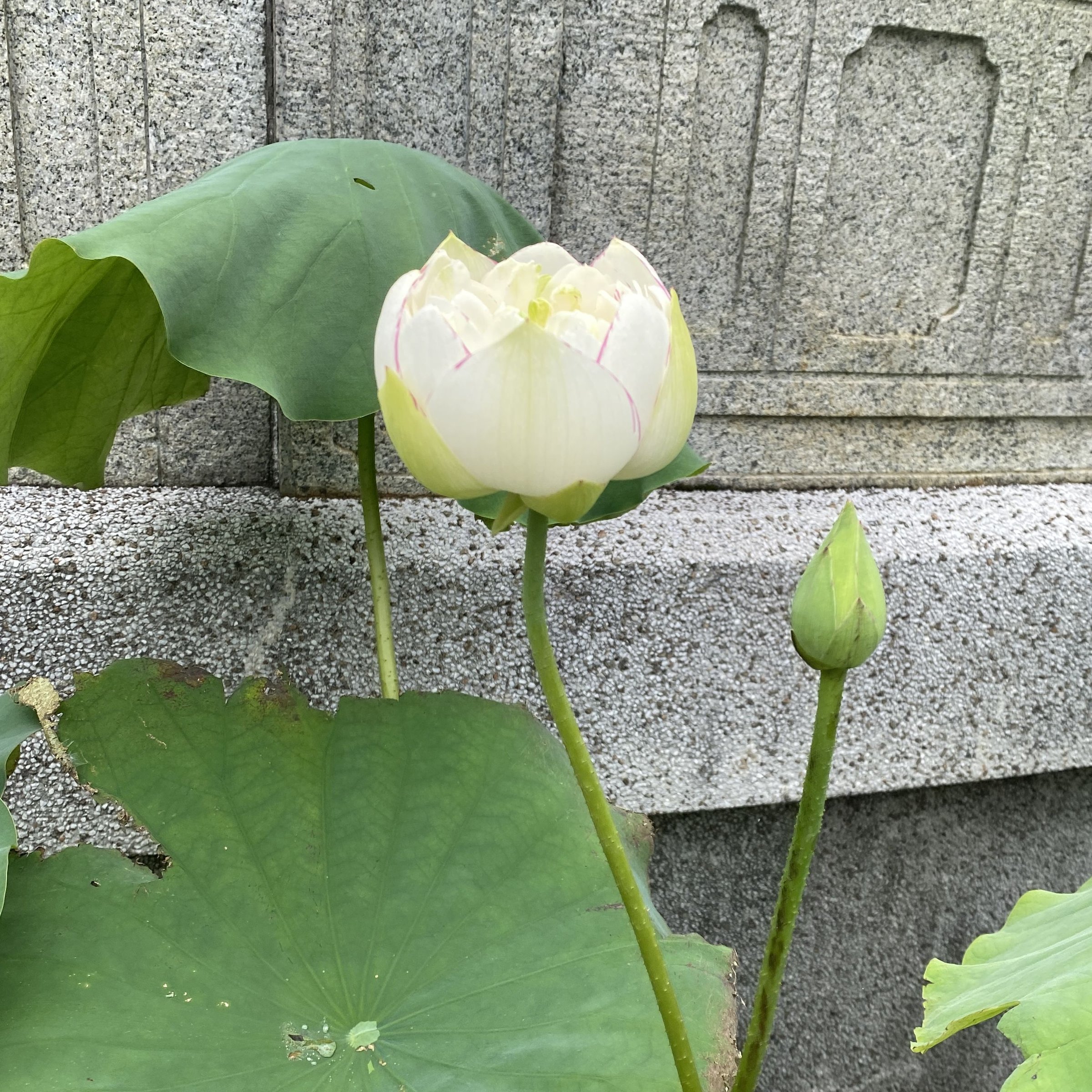 小灑錦