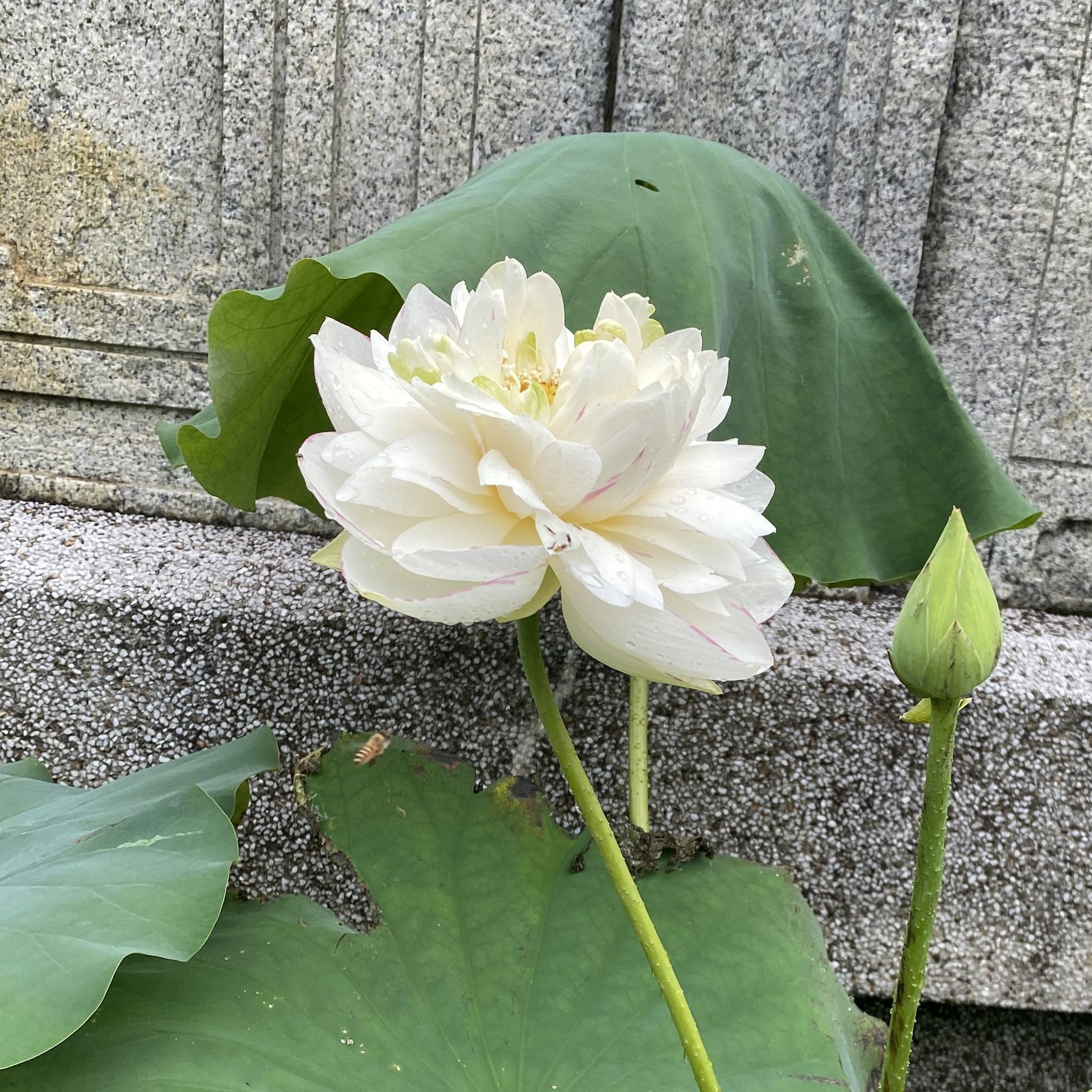 小灑錦