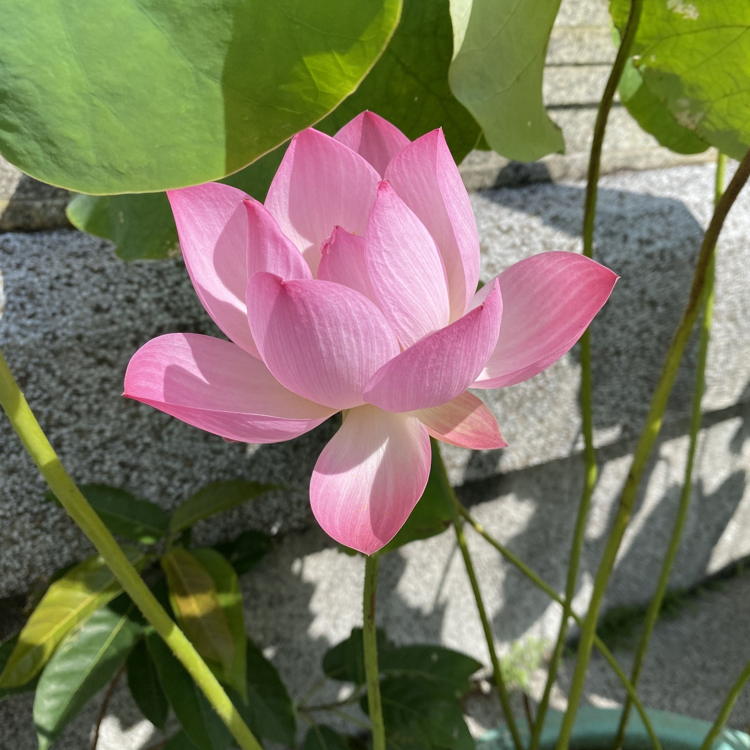 小壽星