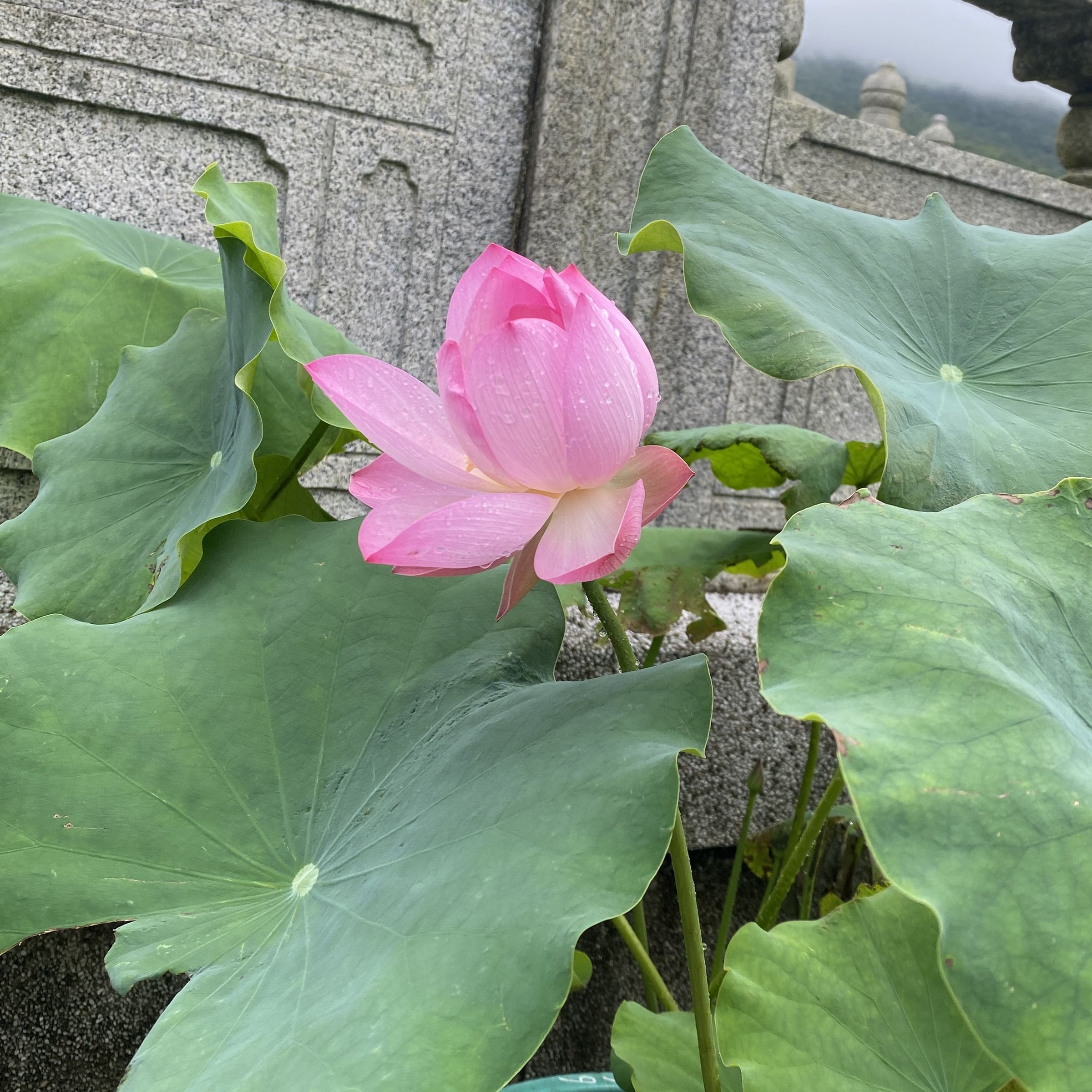 小壽星