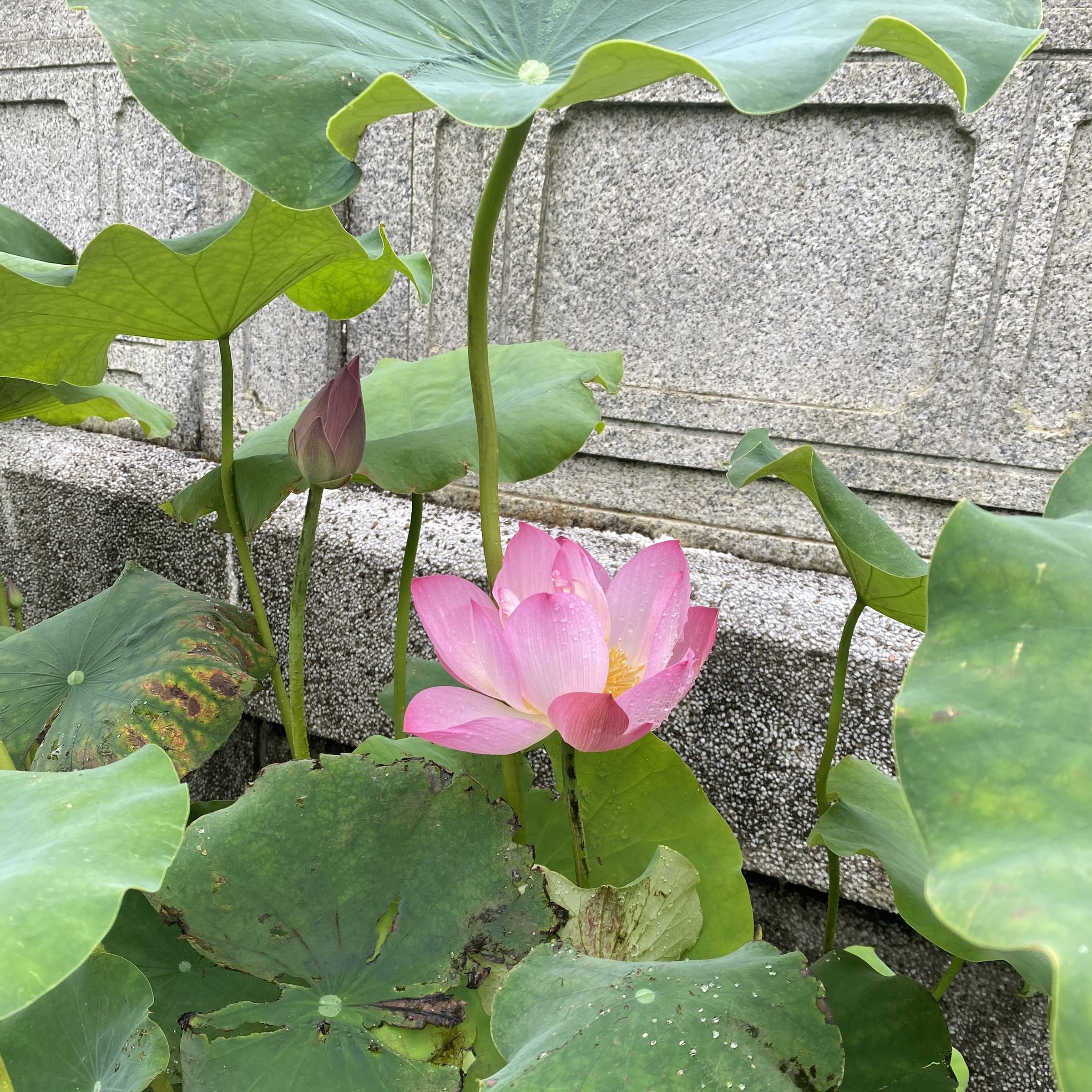小壽星