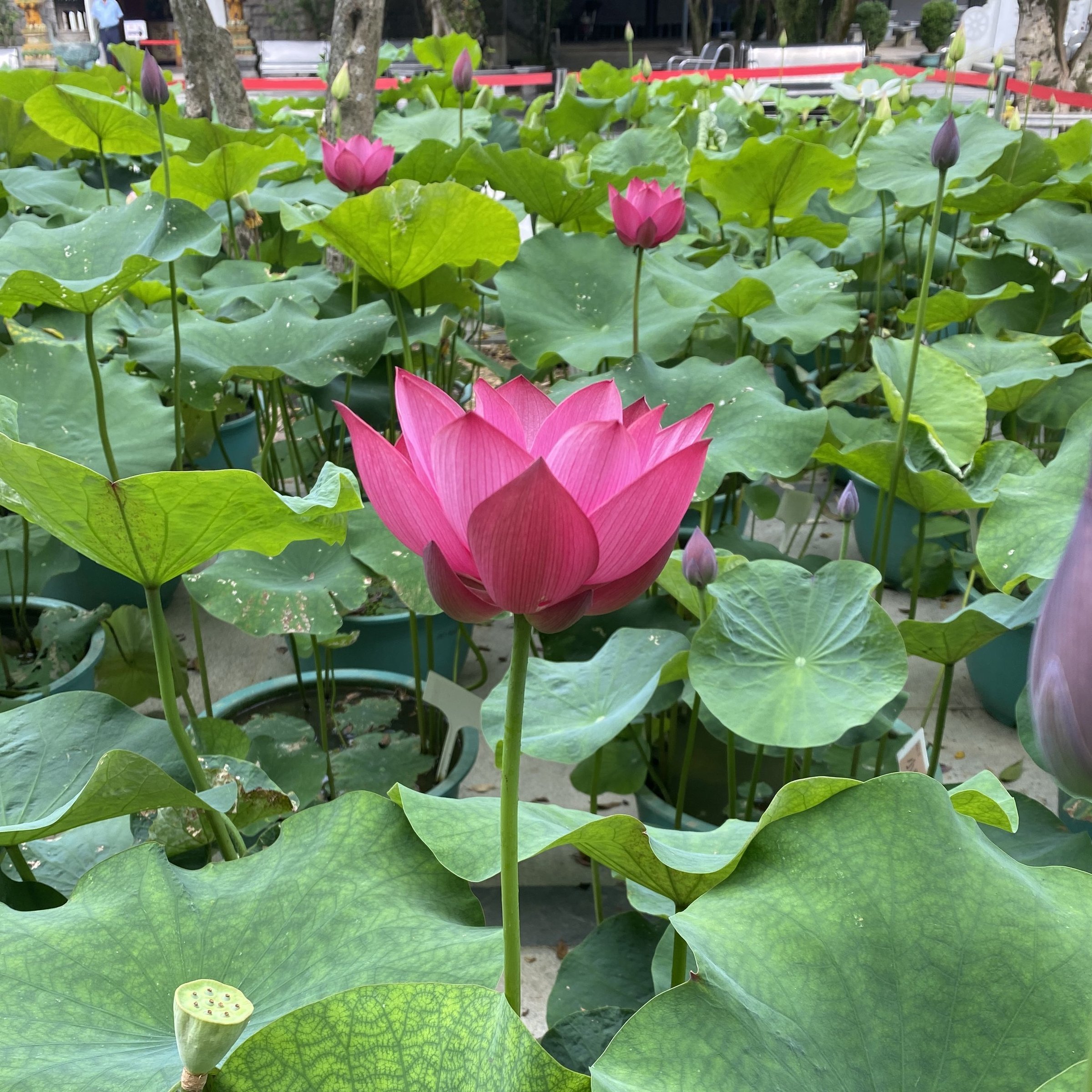 小將