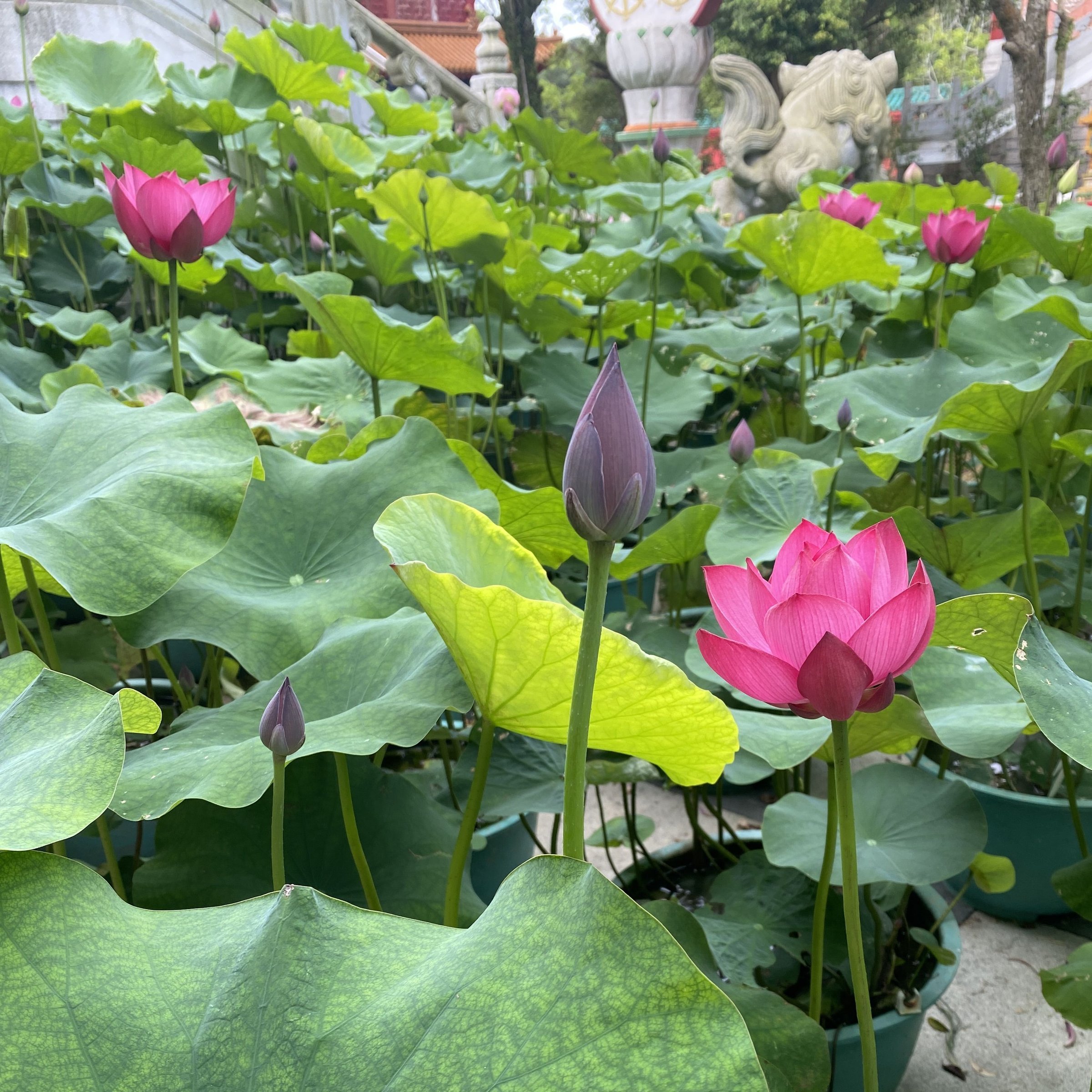 小將