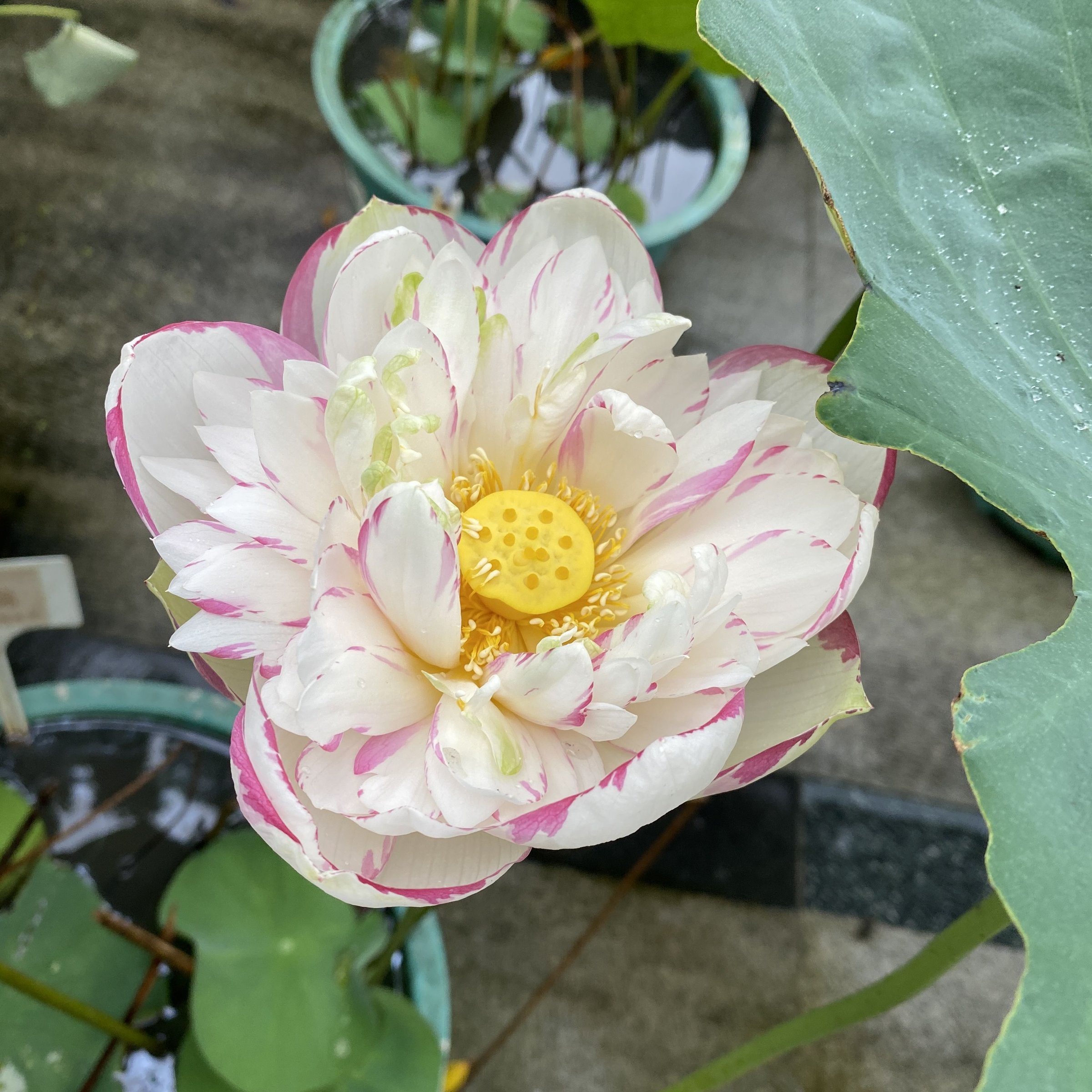 大灑錦