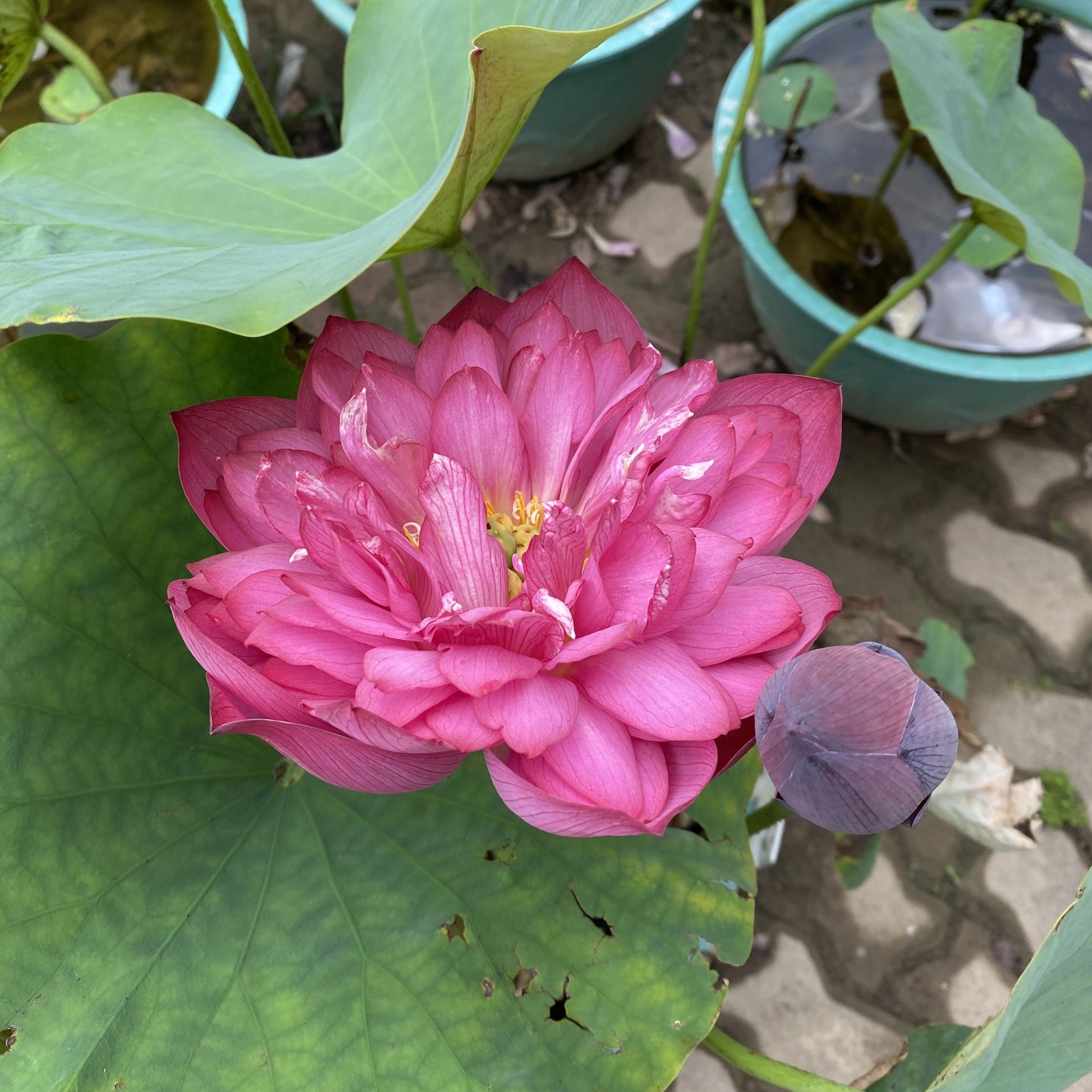 大紫玉