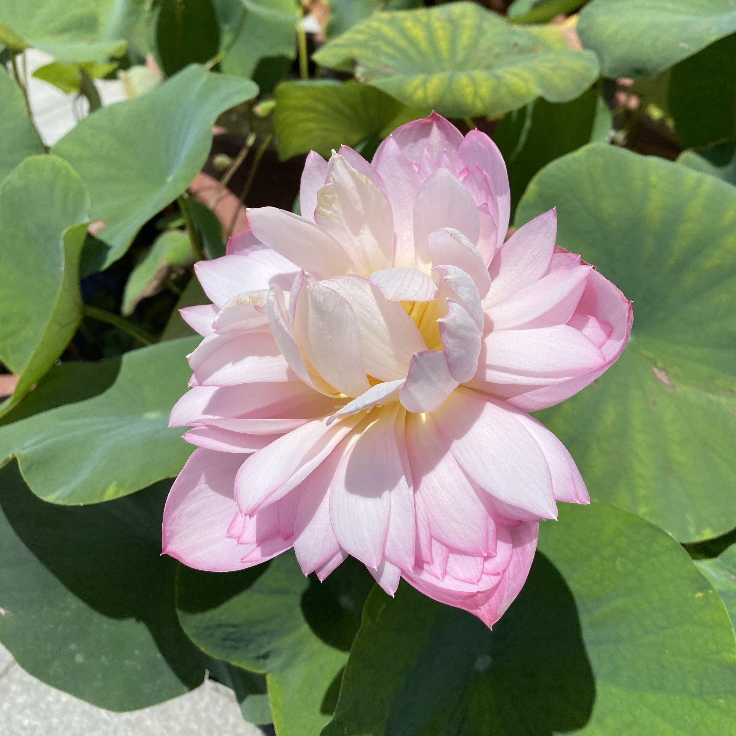 三水種植