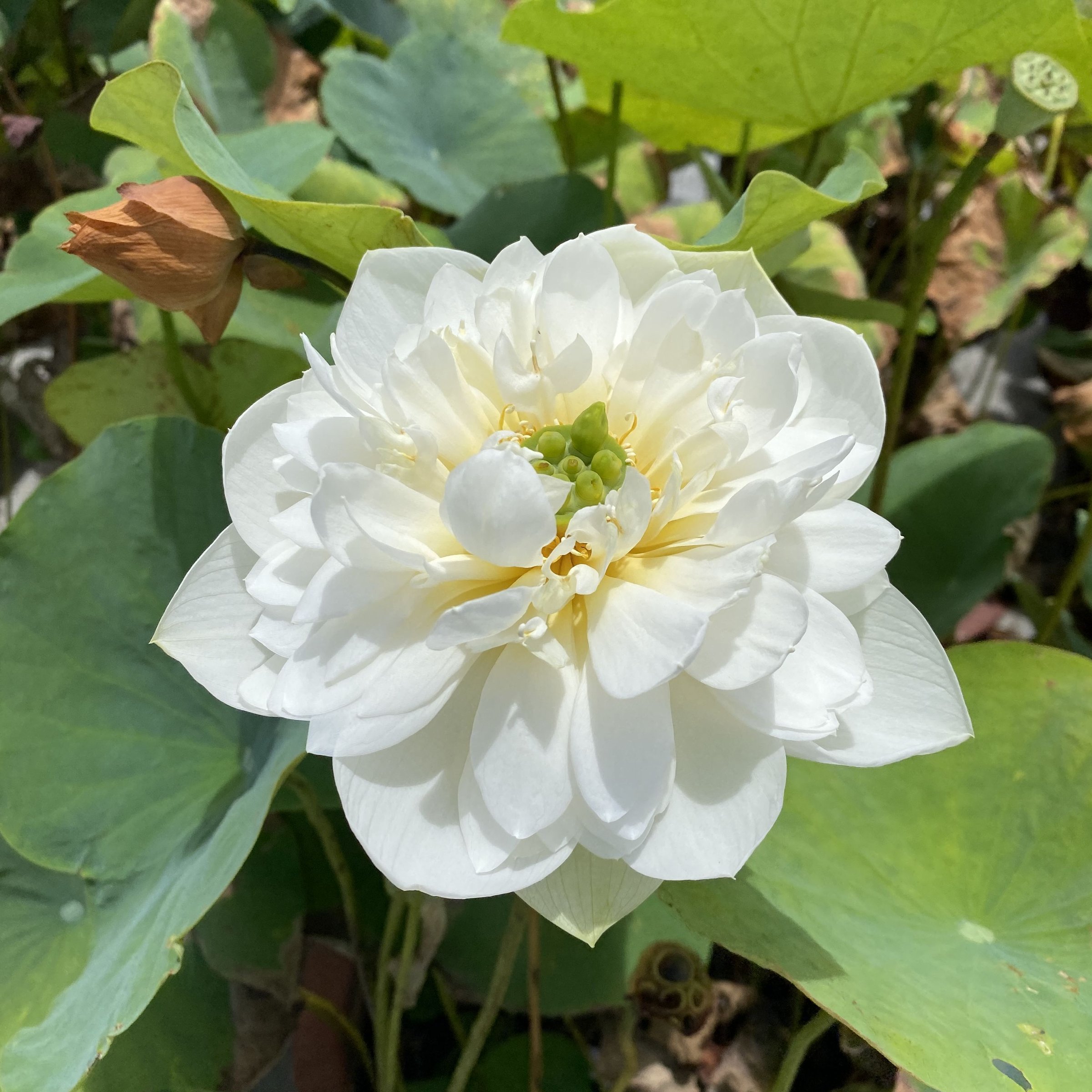 三水種植