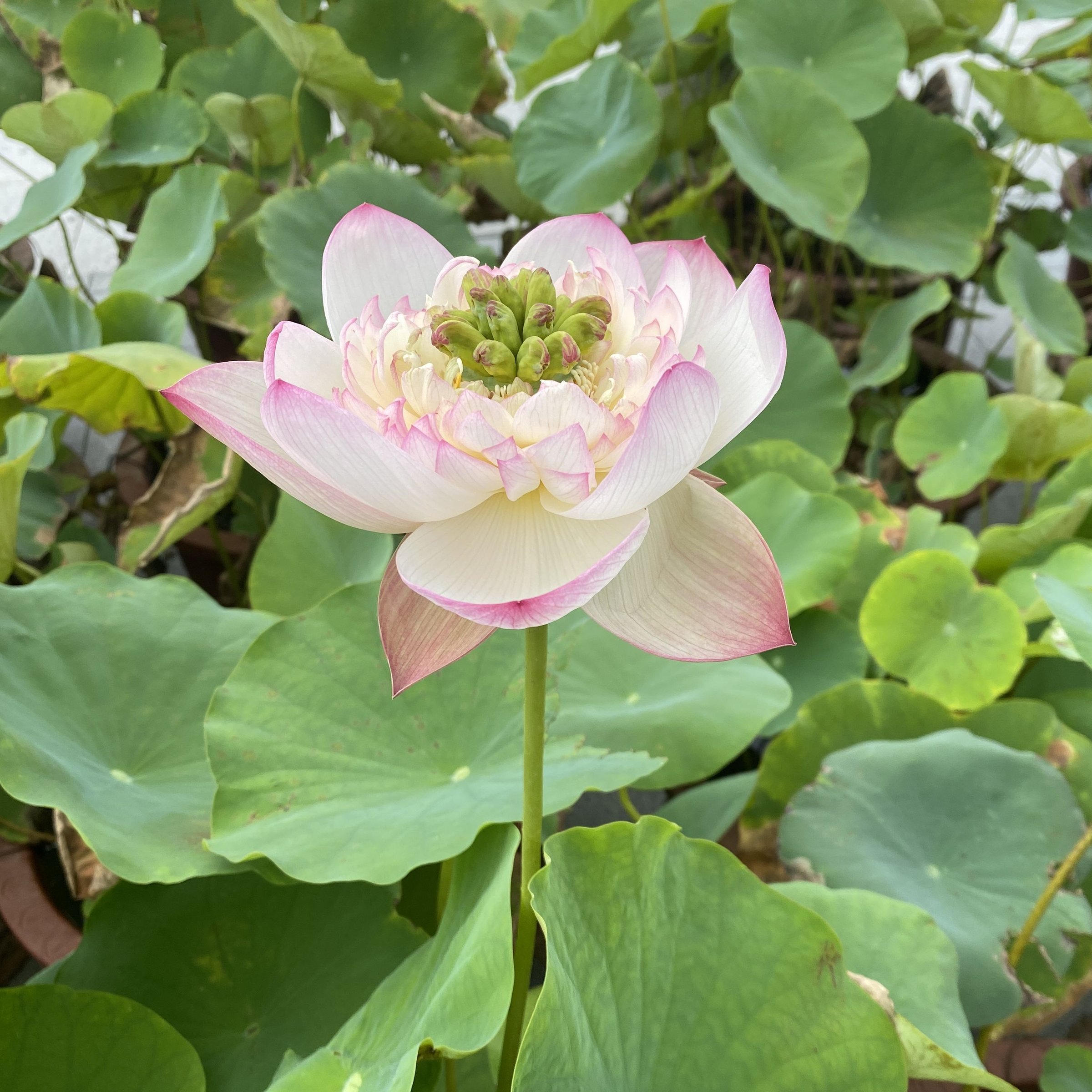 三水種植