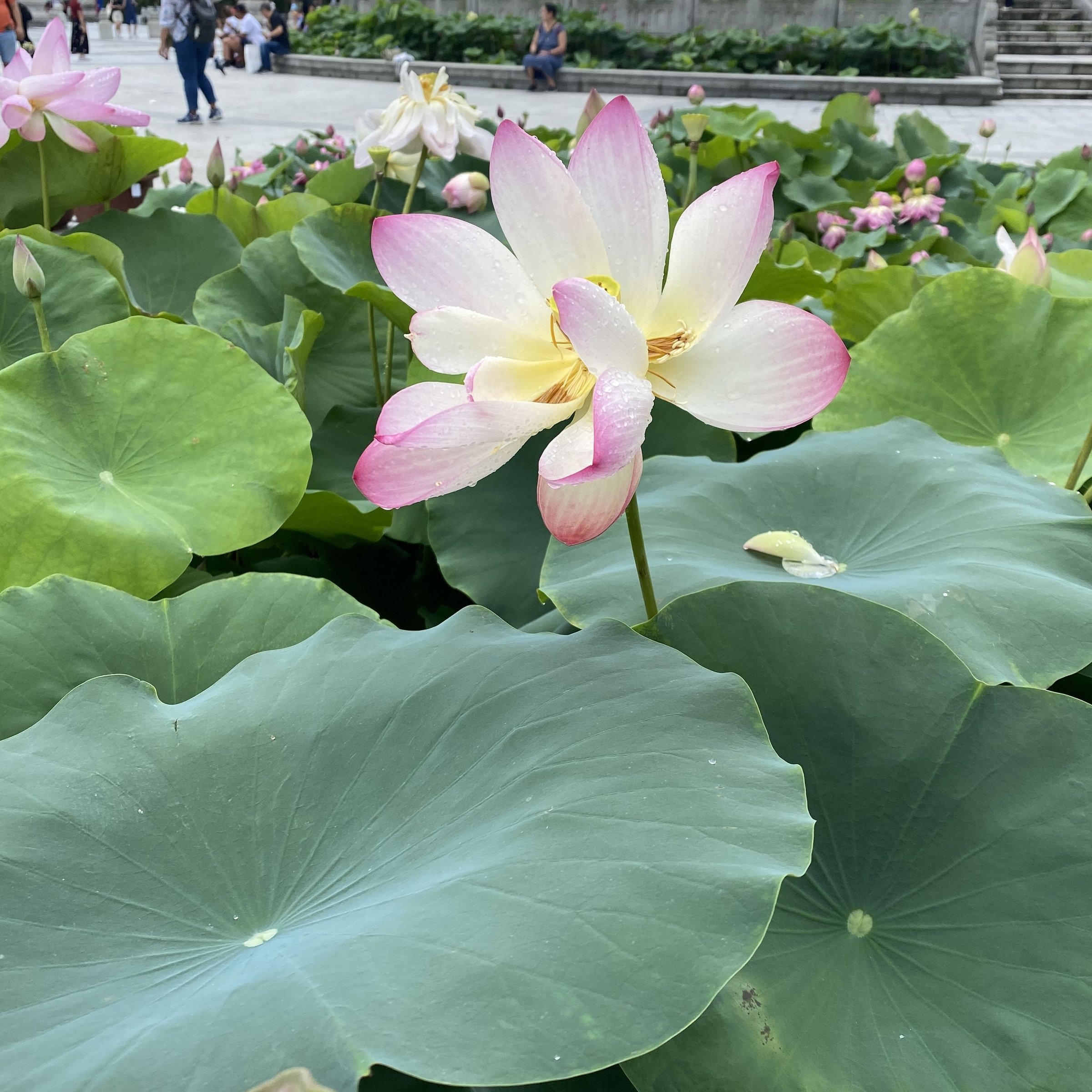 三水種植