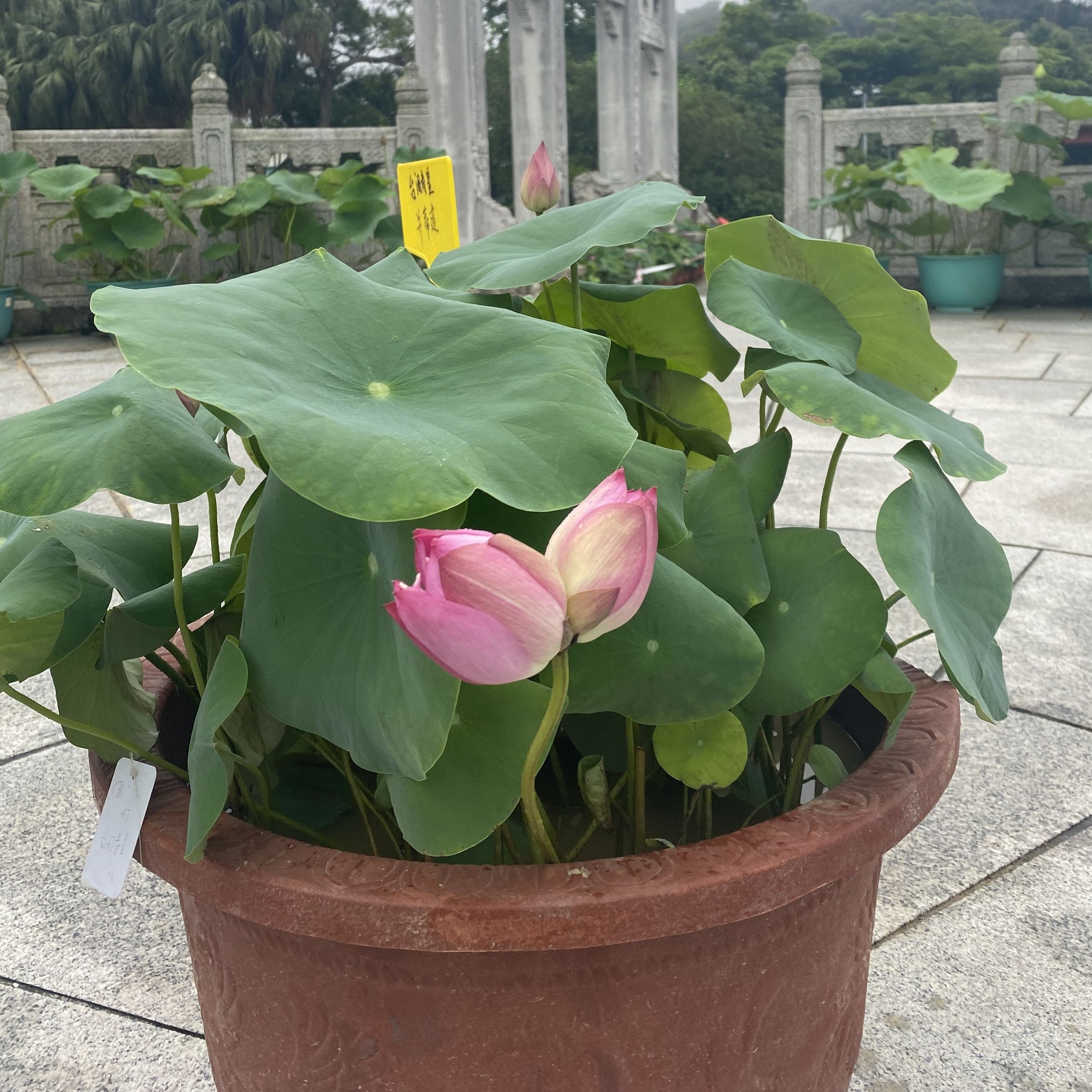 三水種植
