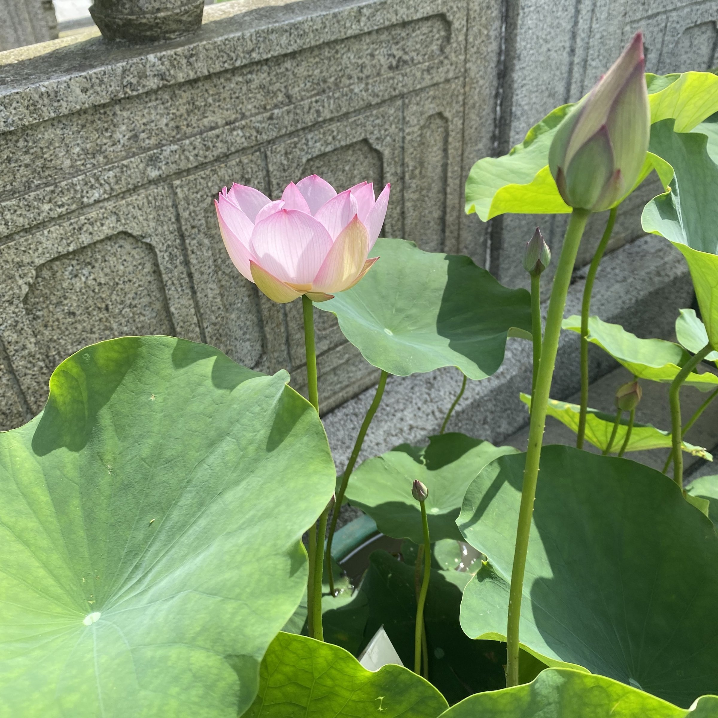 人面桃花