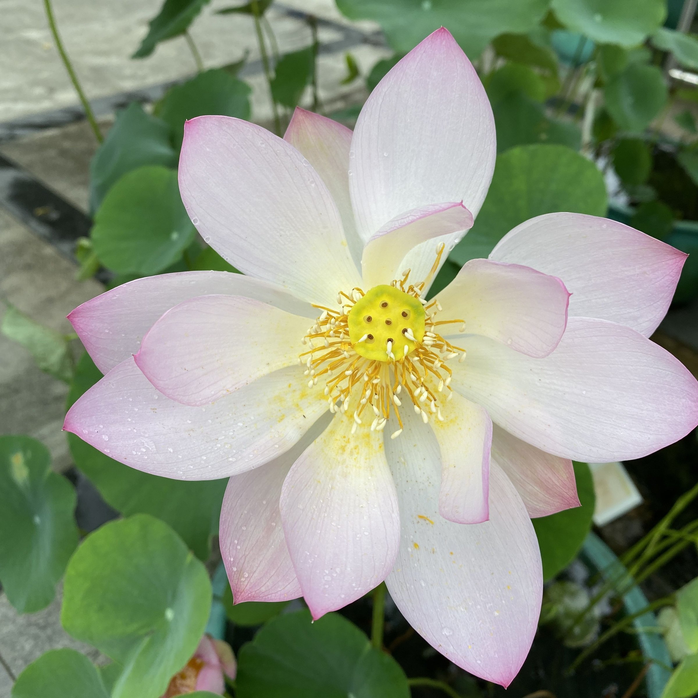 人面桃花