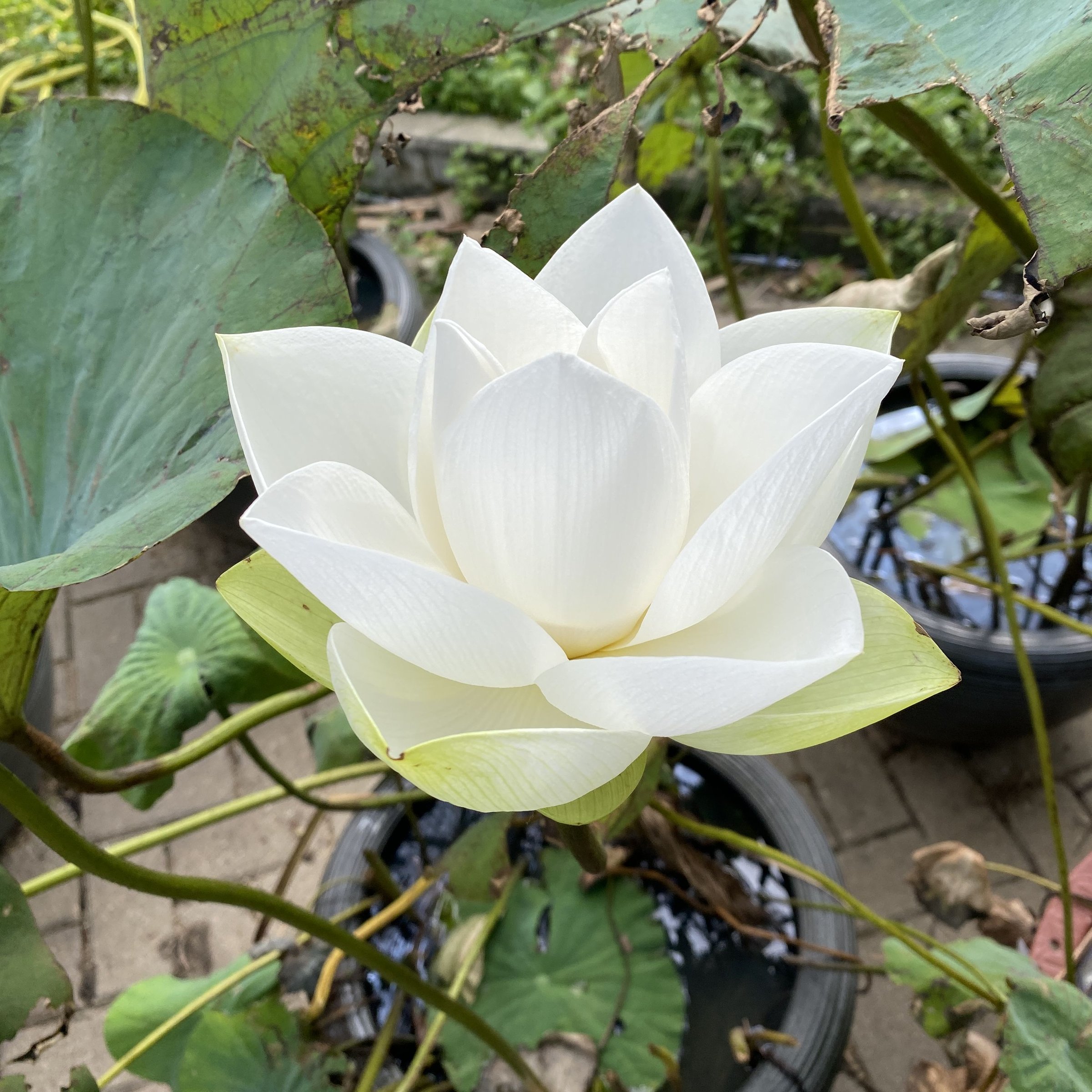 人面桃花