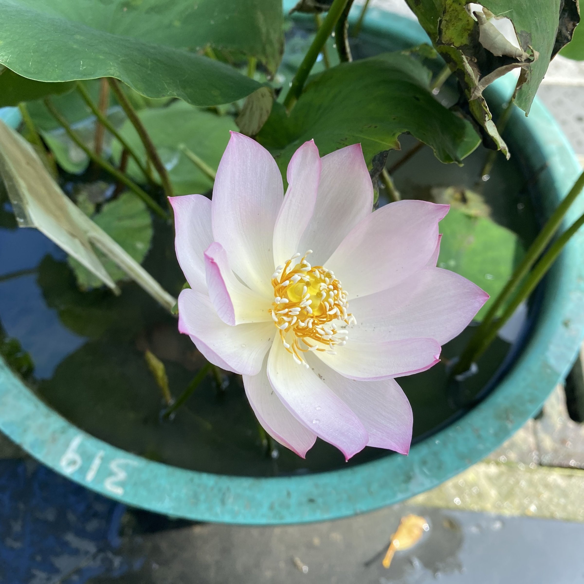 人面桃花