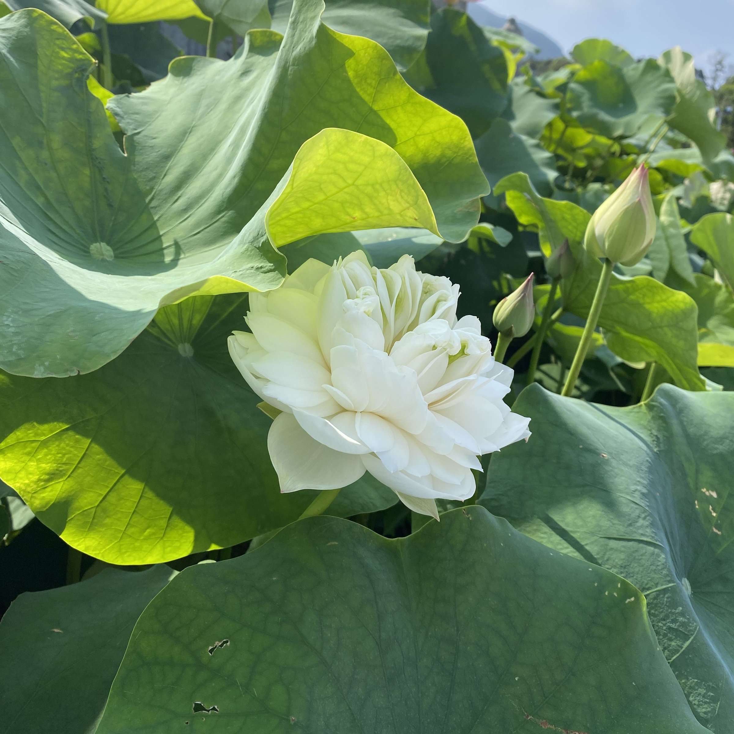 碧台蓮