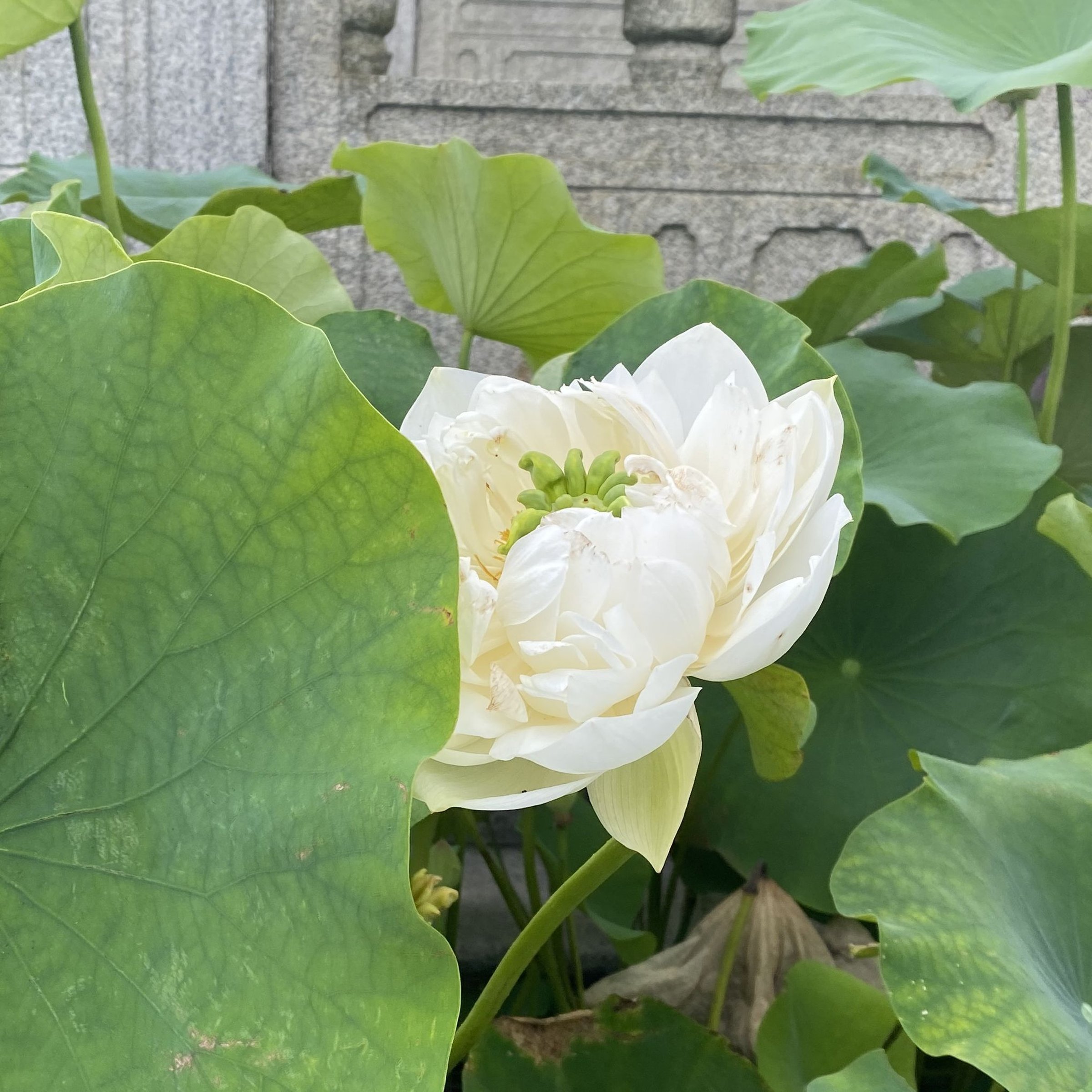 碧台蓮