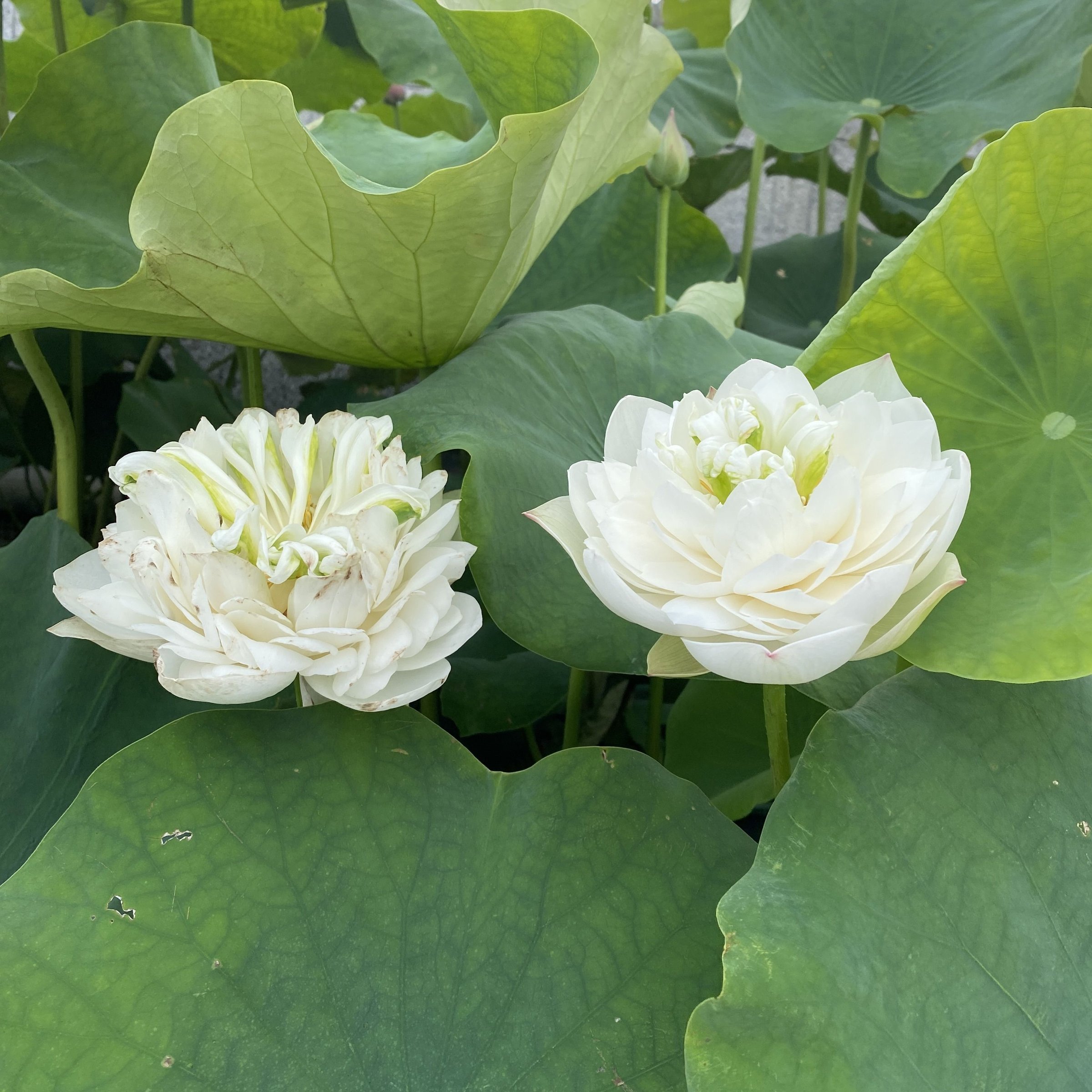 碧台蓮