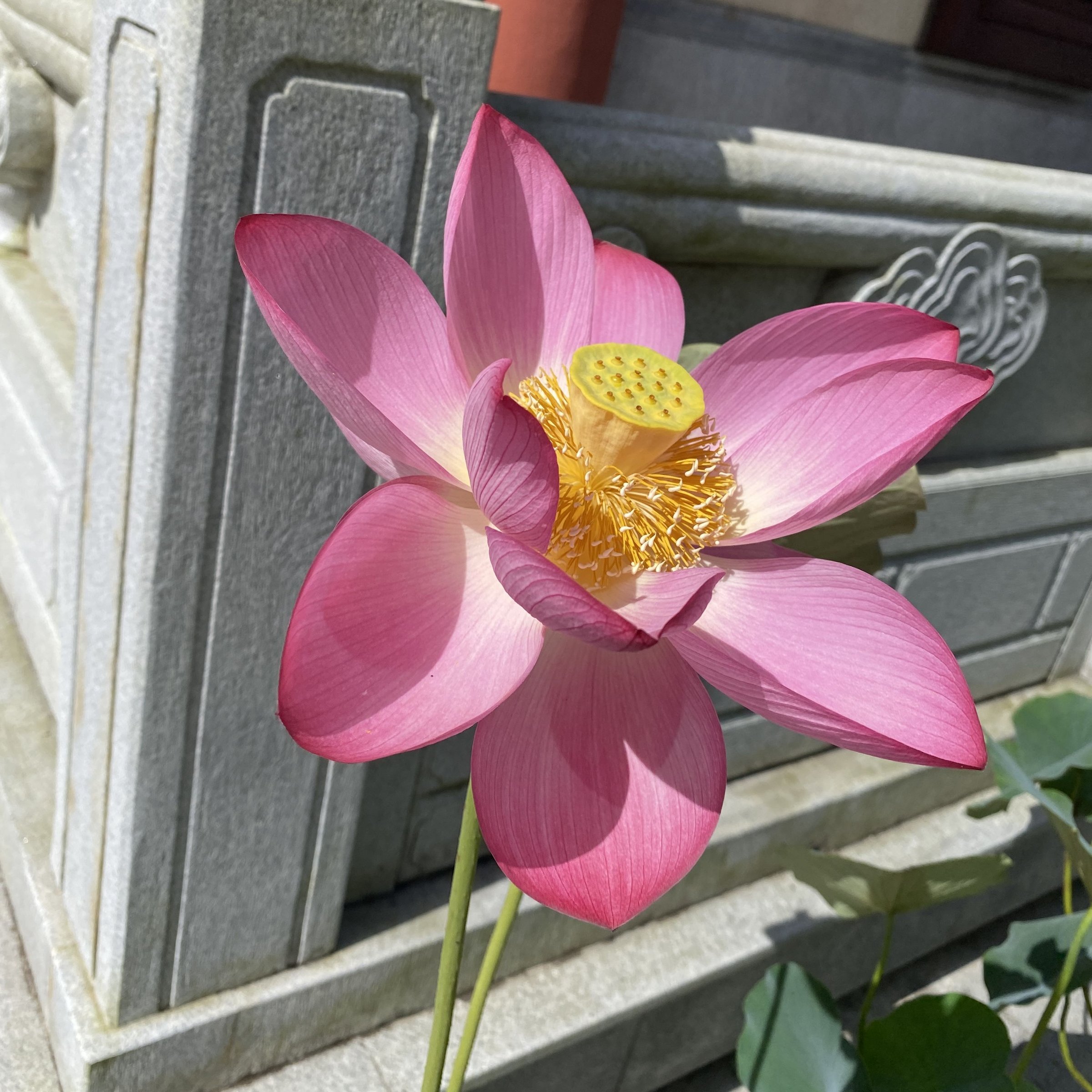 瑪瑙紅,少瓣形,堇紫色,碗狀花態,武漢育種,花瓣短寬,花托黃綠邊,自然雜種