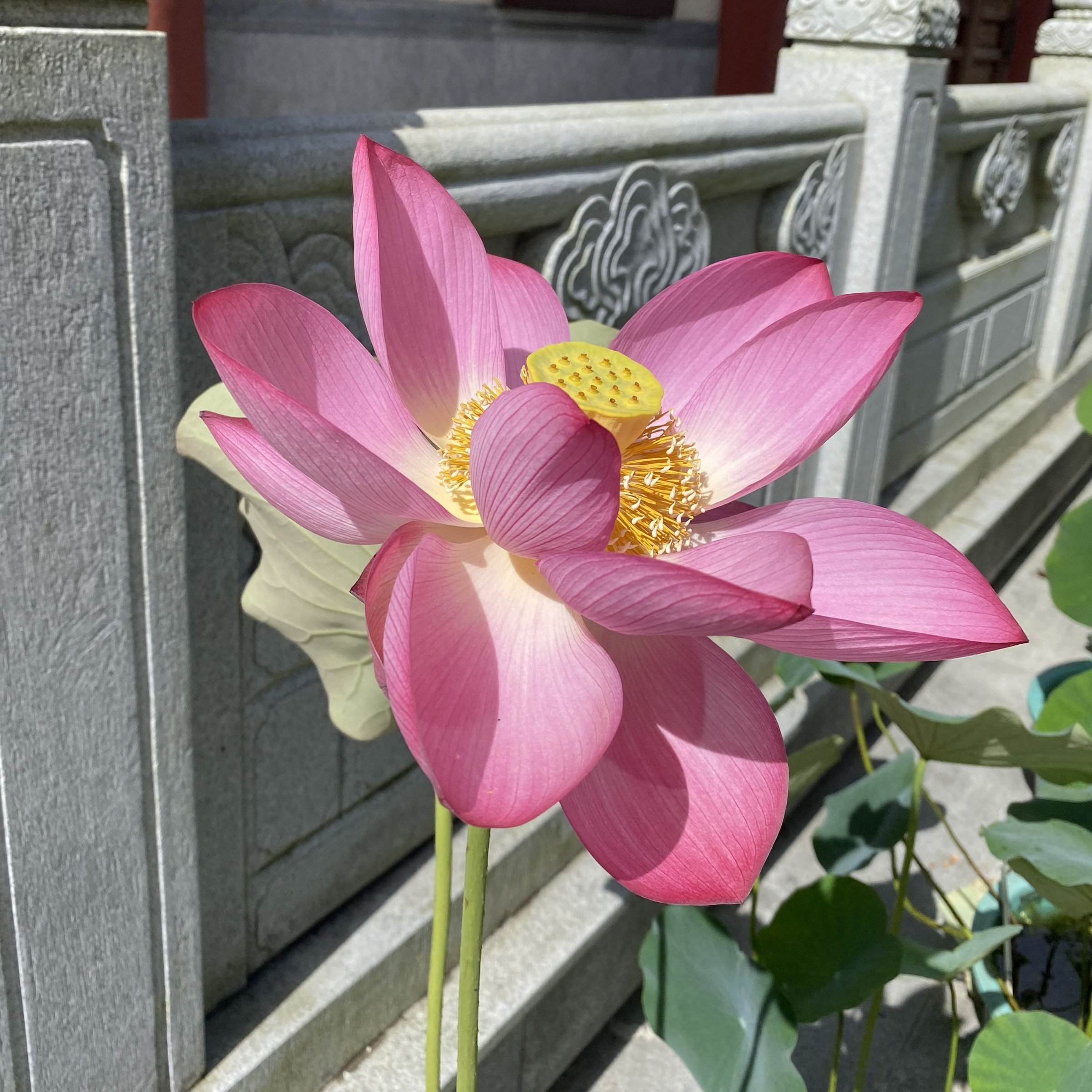 瑪瑙紅,少瓣形,堇紫色,碗狀花態,武漢育種,花瓣短寬,花托黃綠邊,自然雜種