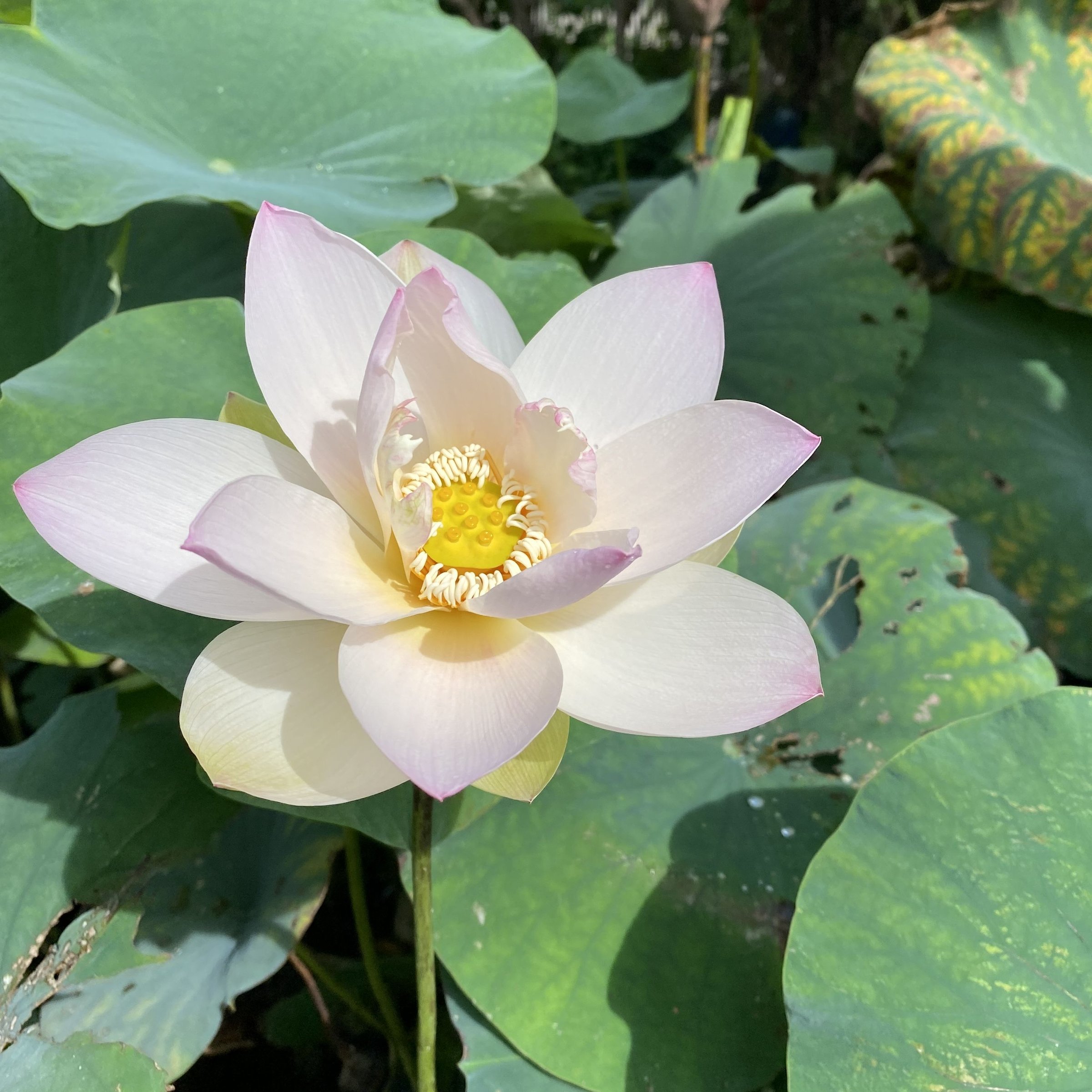 瑤池幽靈