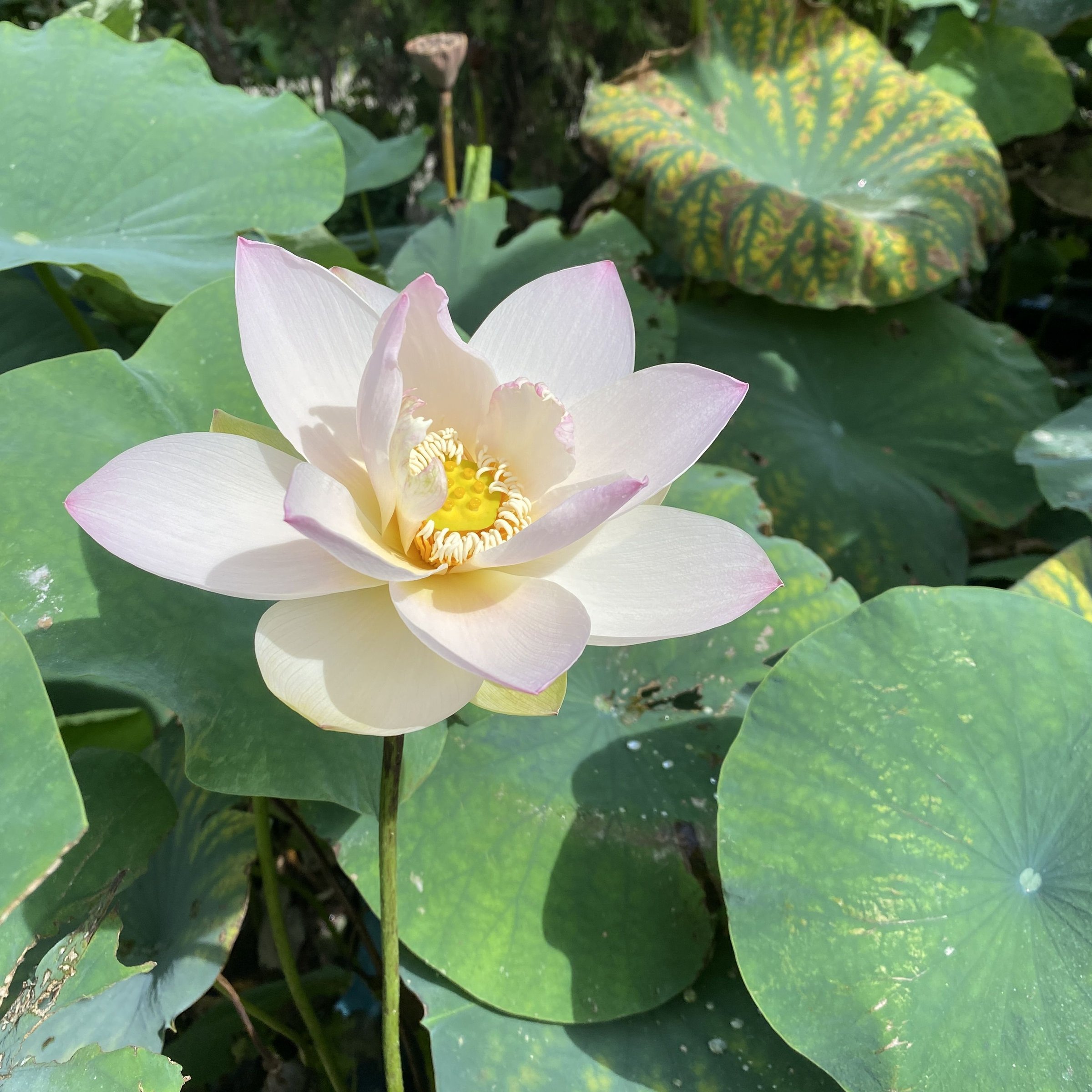 瑤池幽靈