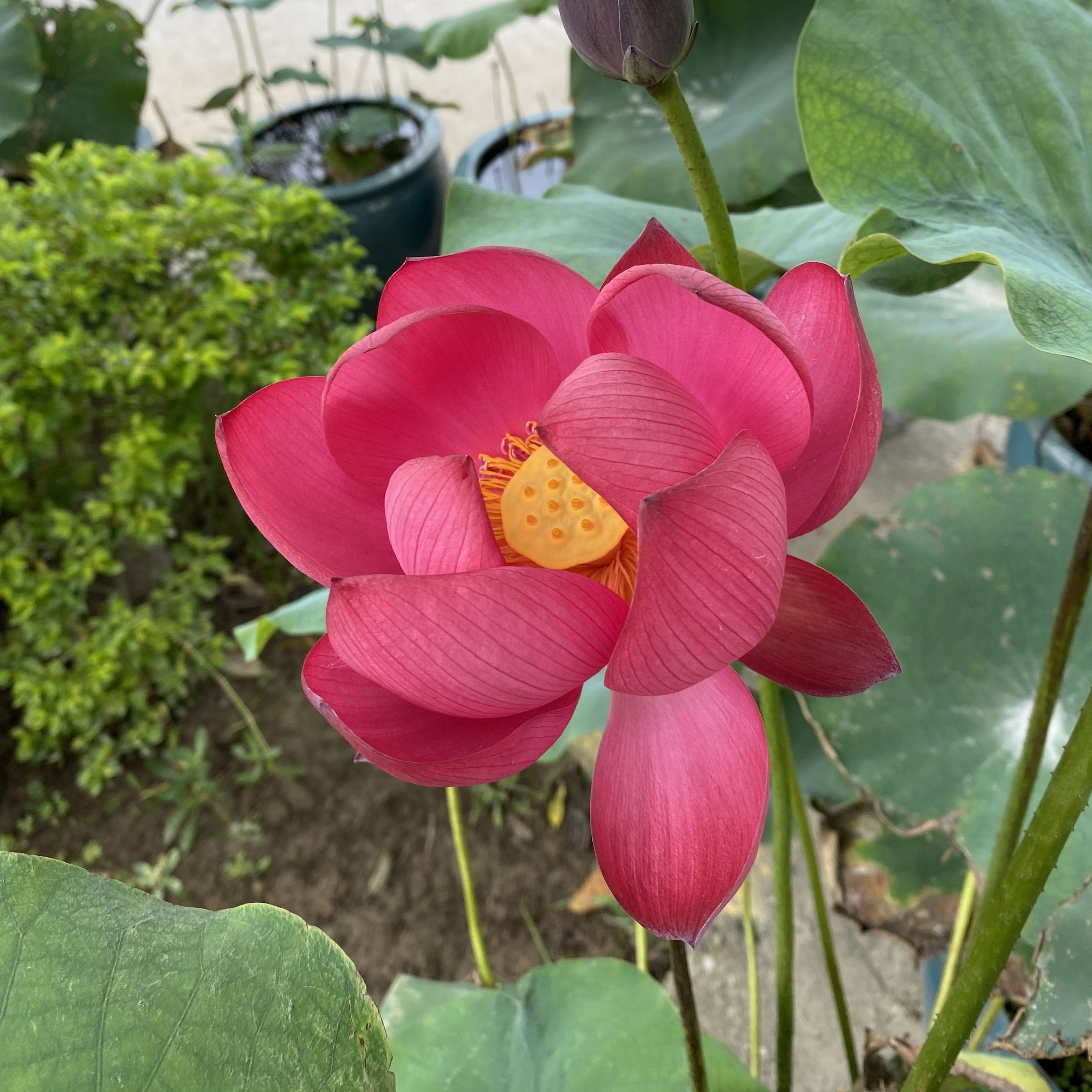 瑤池火苗,人工雜交、中株型、早花期、艾江南、中國紅·上海、南京合作育種
