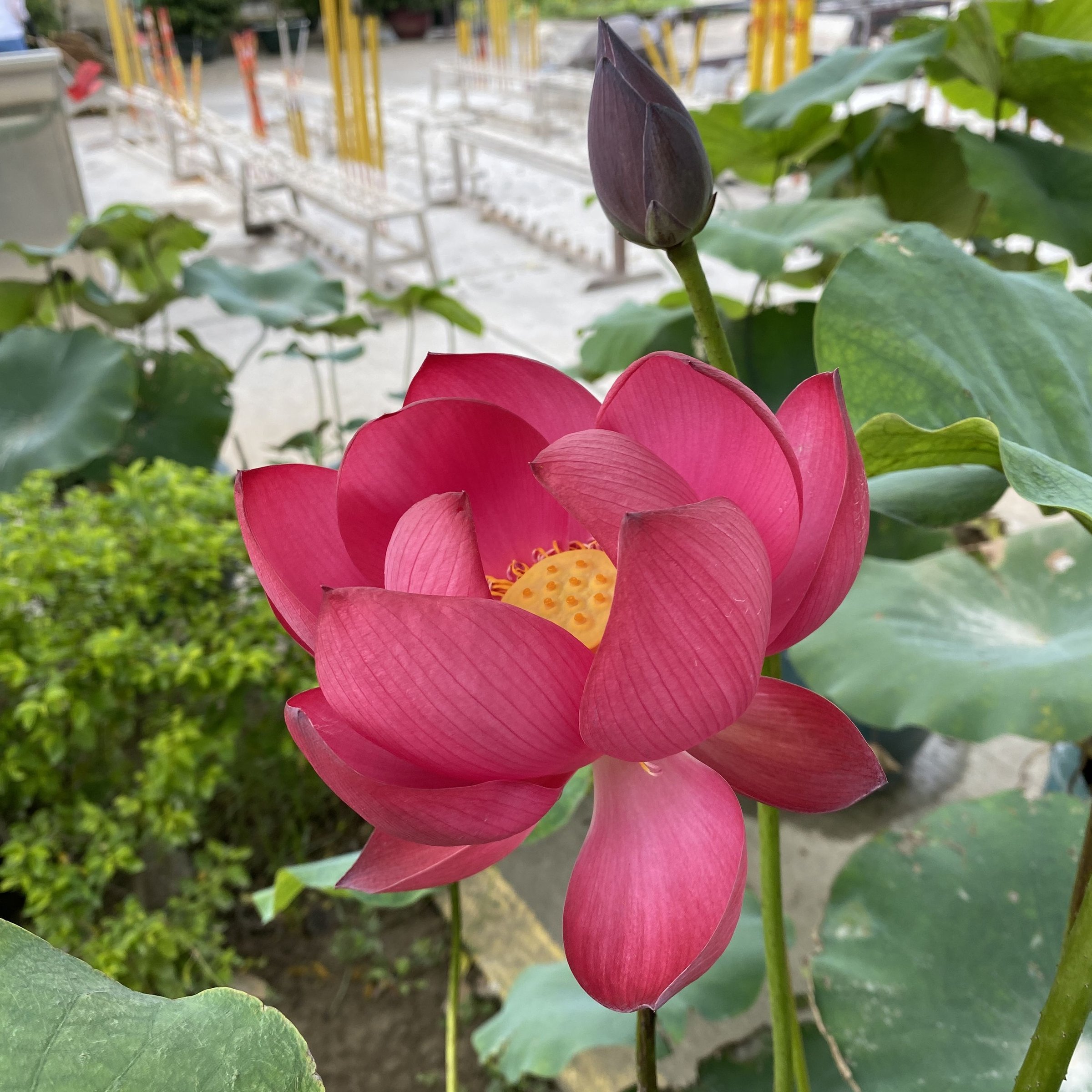 瑤池火苗,人工雜交、中株型、早花期、艾江南、中國紅·上海、南京合作育種