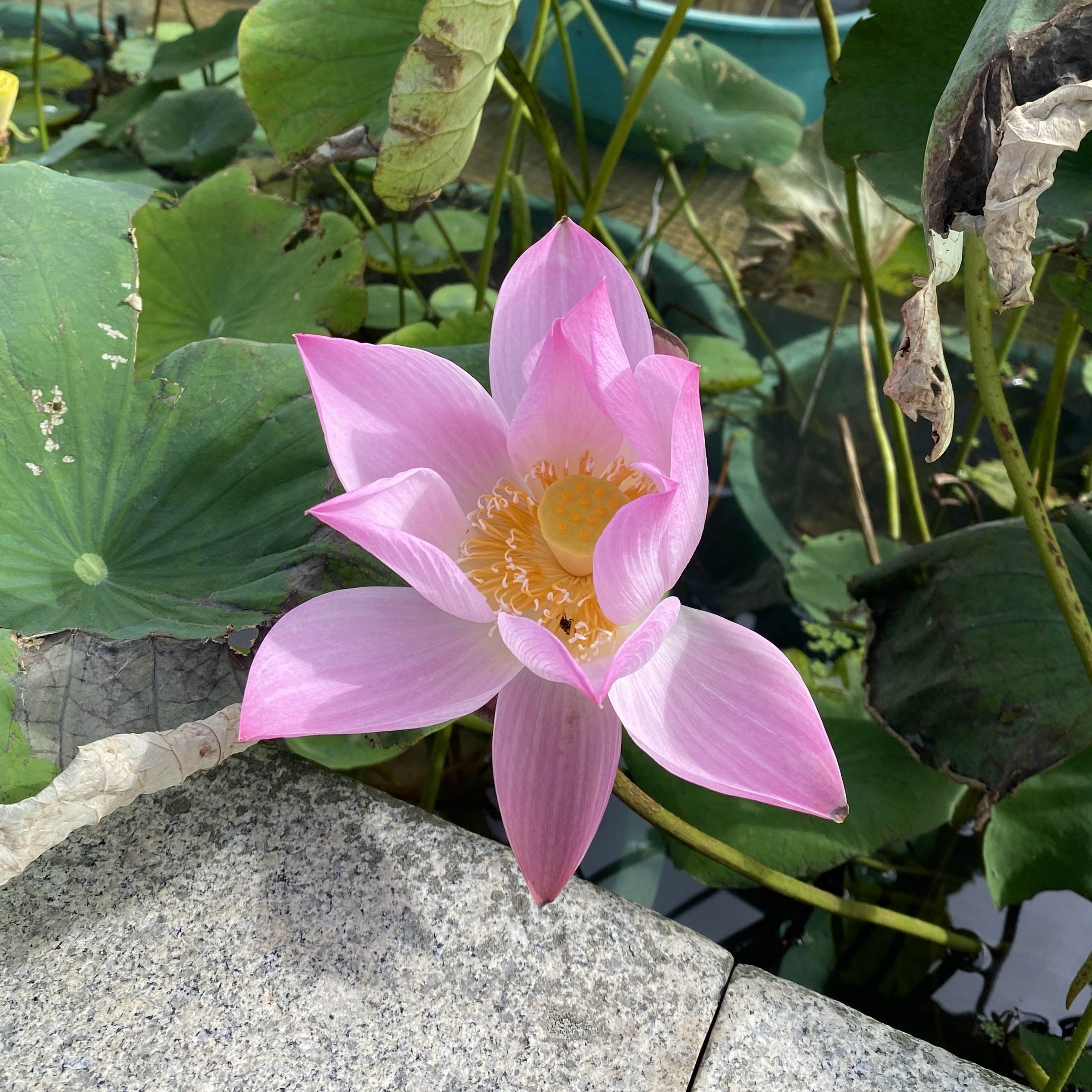 瑤池幻影