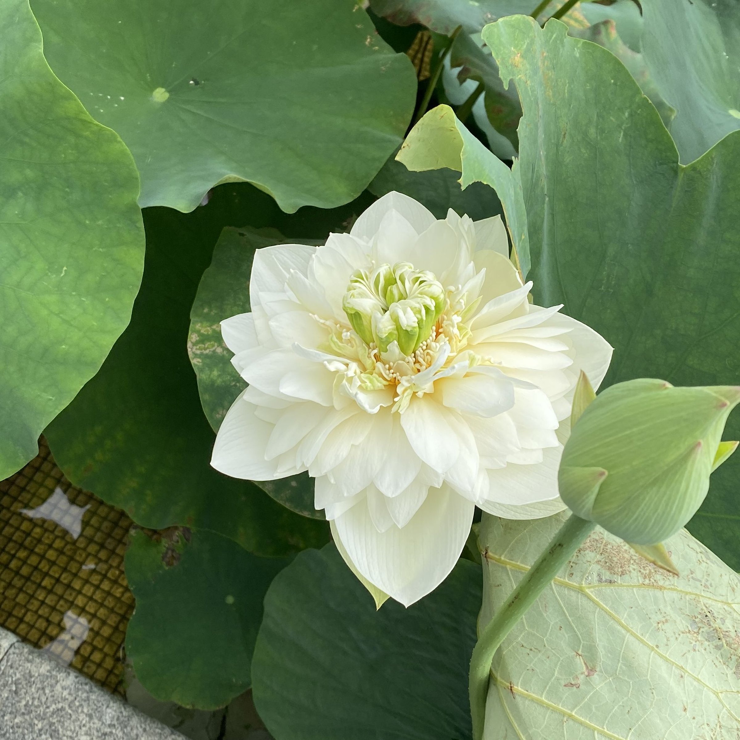 嫦娥奔月