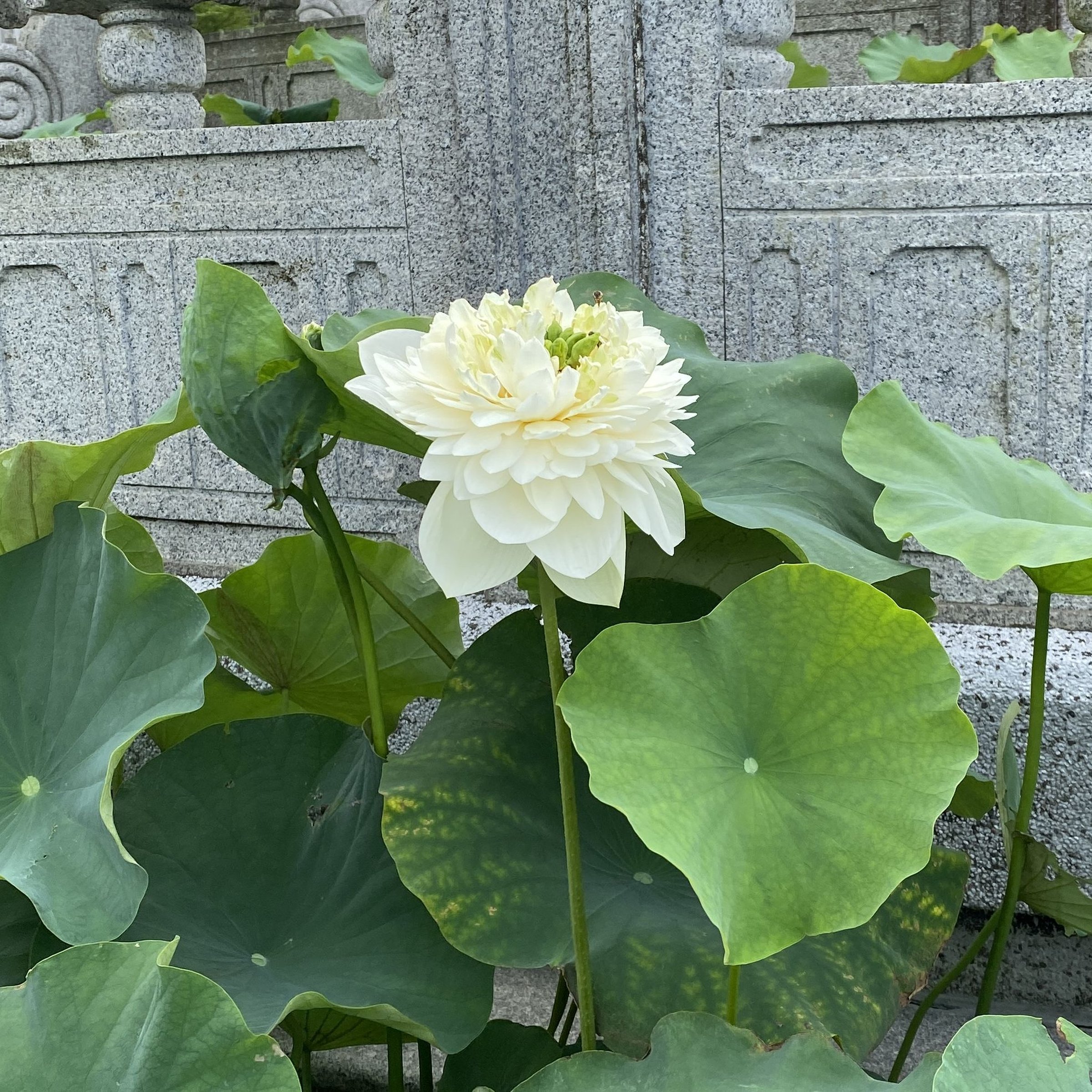 嫦娥奔月