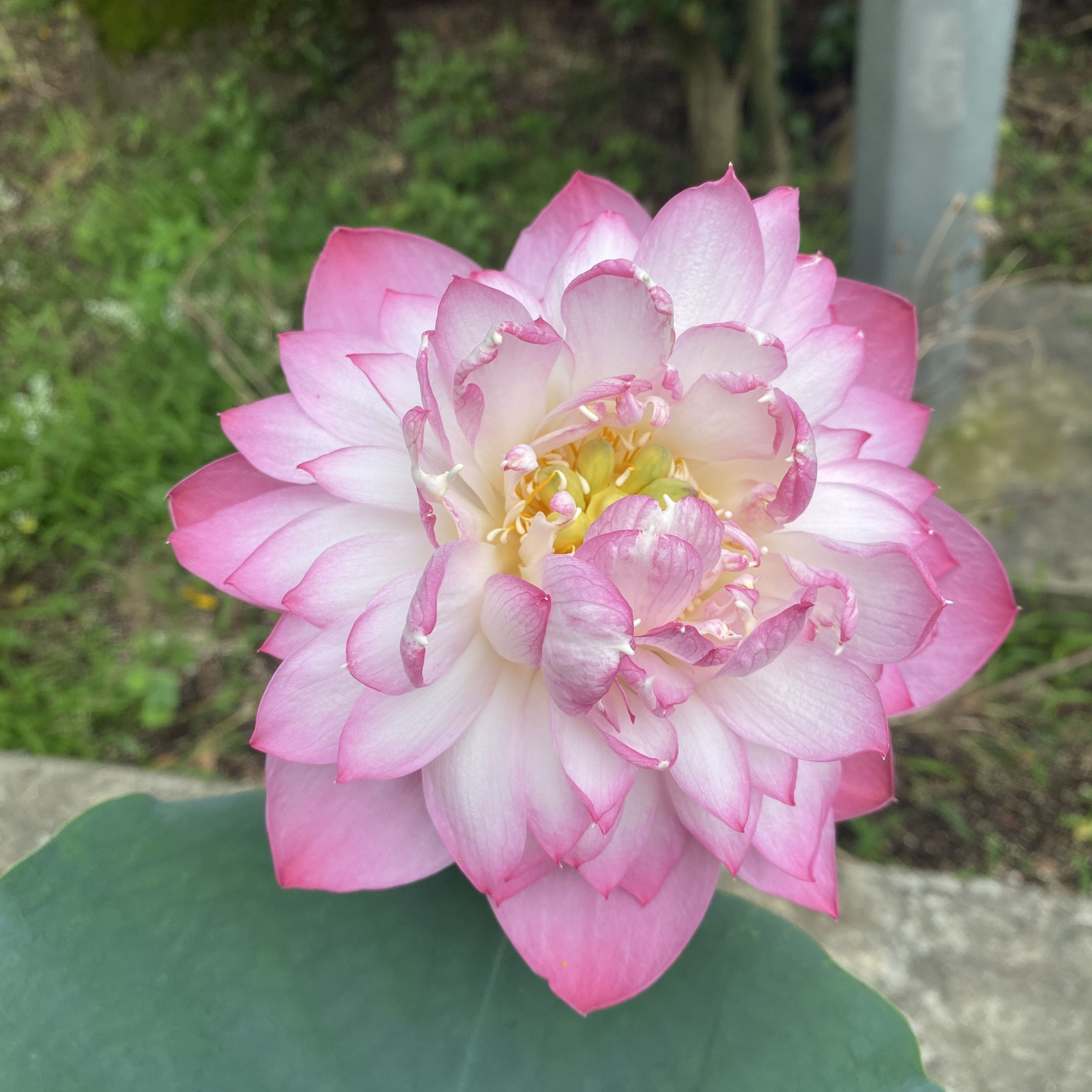 夢麗莎