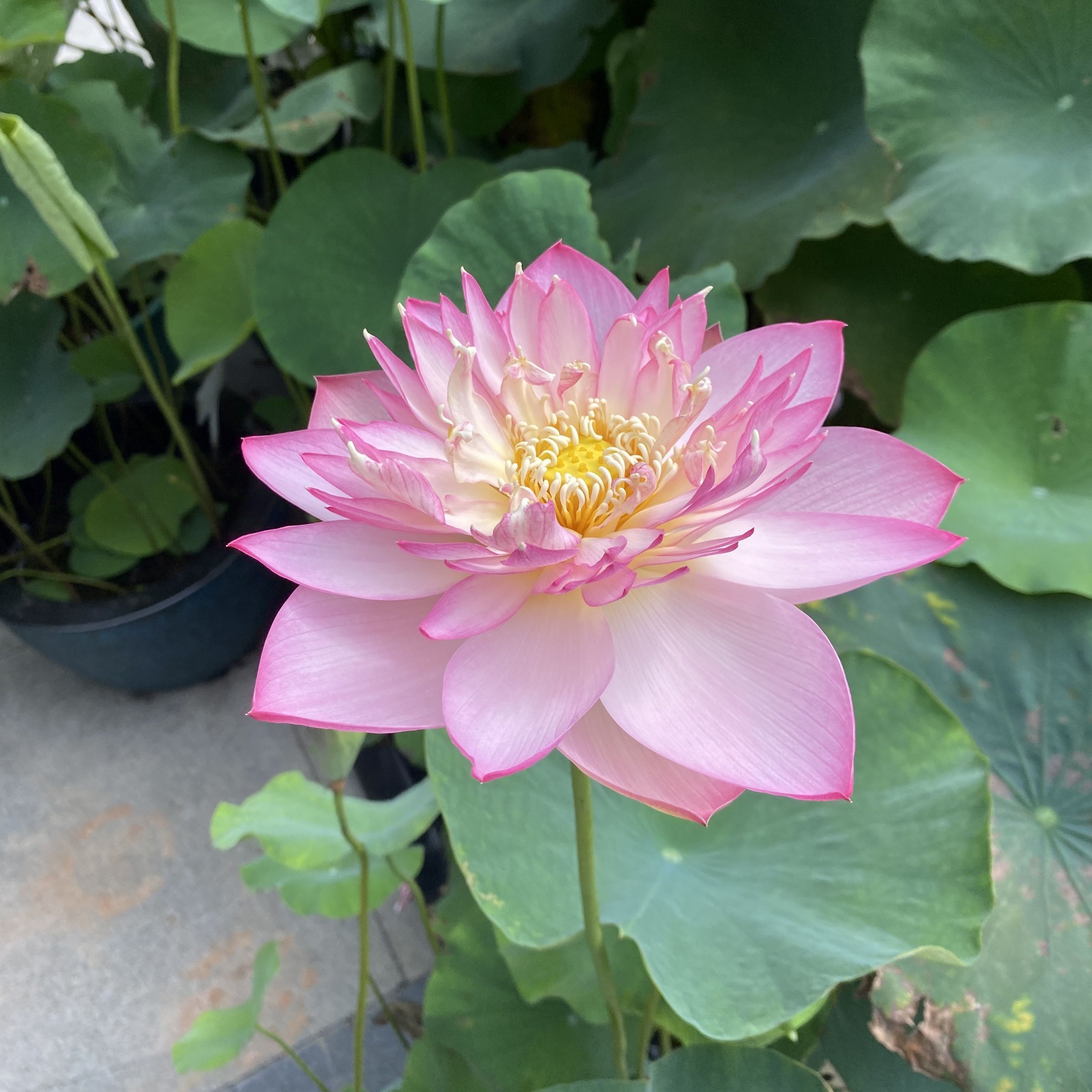 鼓浪小紅,廈門碗蓮,半重瓣型,淡堇紫色,花葉俱小,武漢育種,花瓣增多,花色鮮麗
