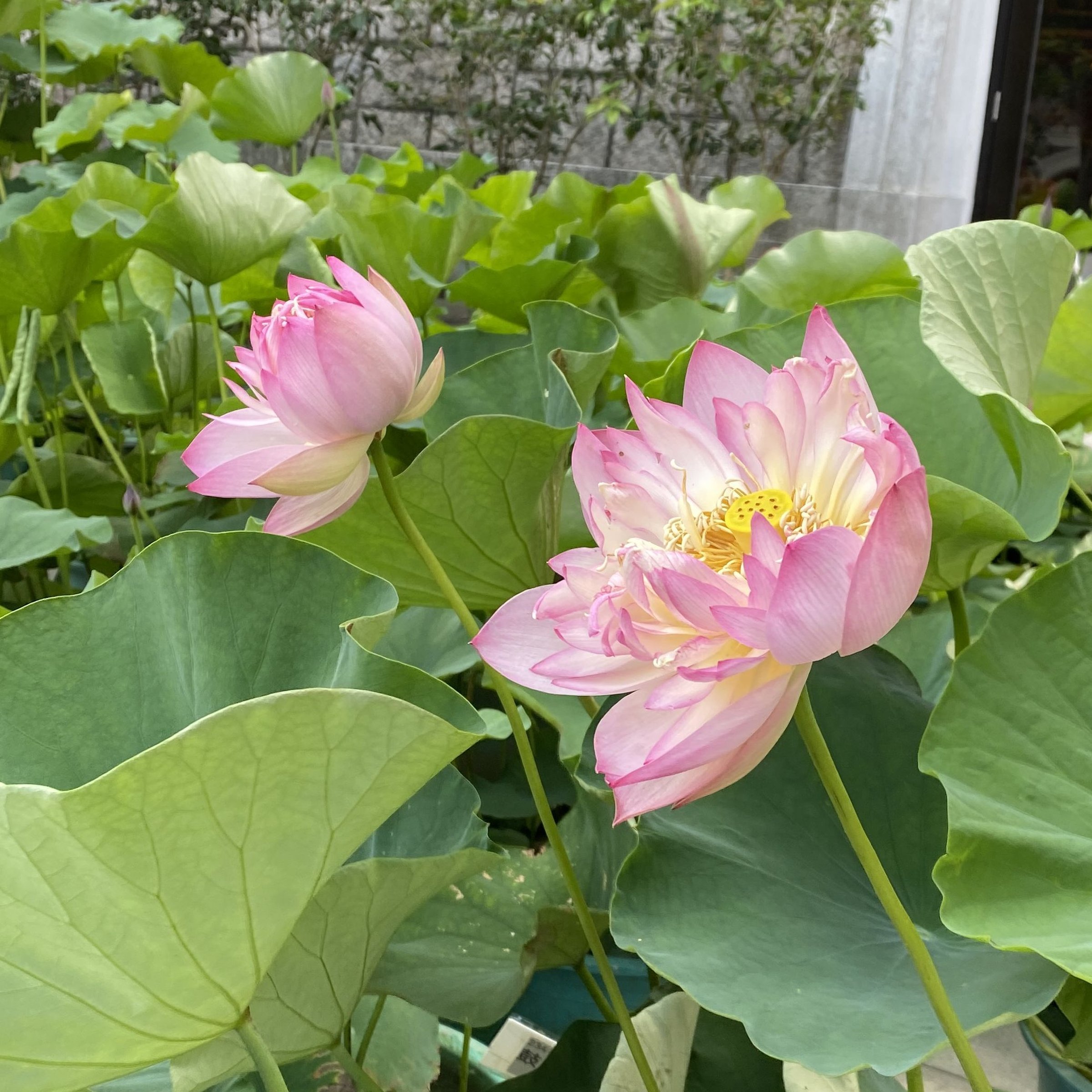 鼓浪小紅,廈門碗蓮,半重瓣型,淡堇紫色,花葉俱小,武漢育種,花瓣增多,花色鮮麗