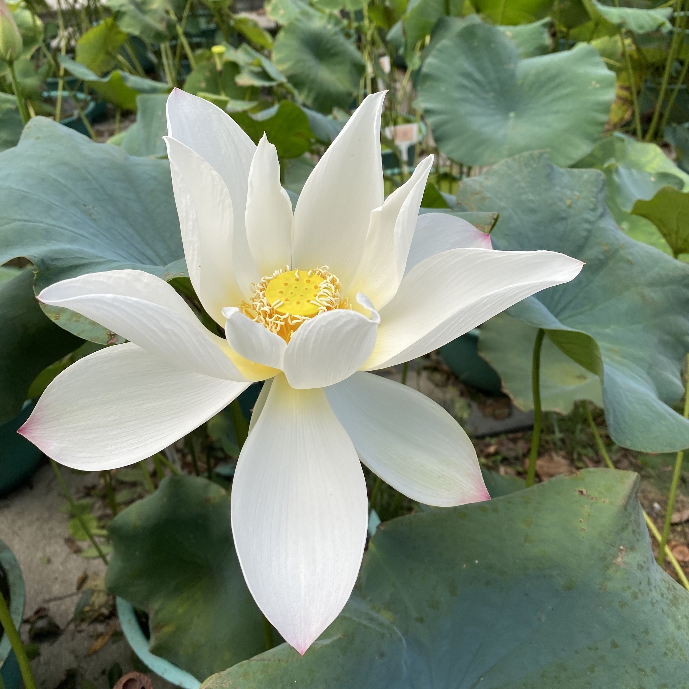 聖火華