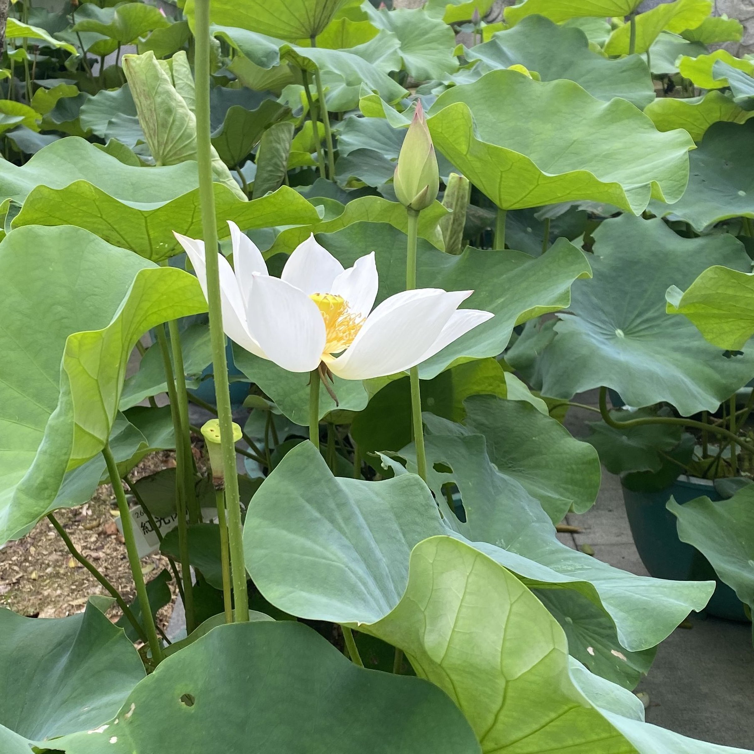 聖火華
